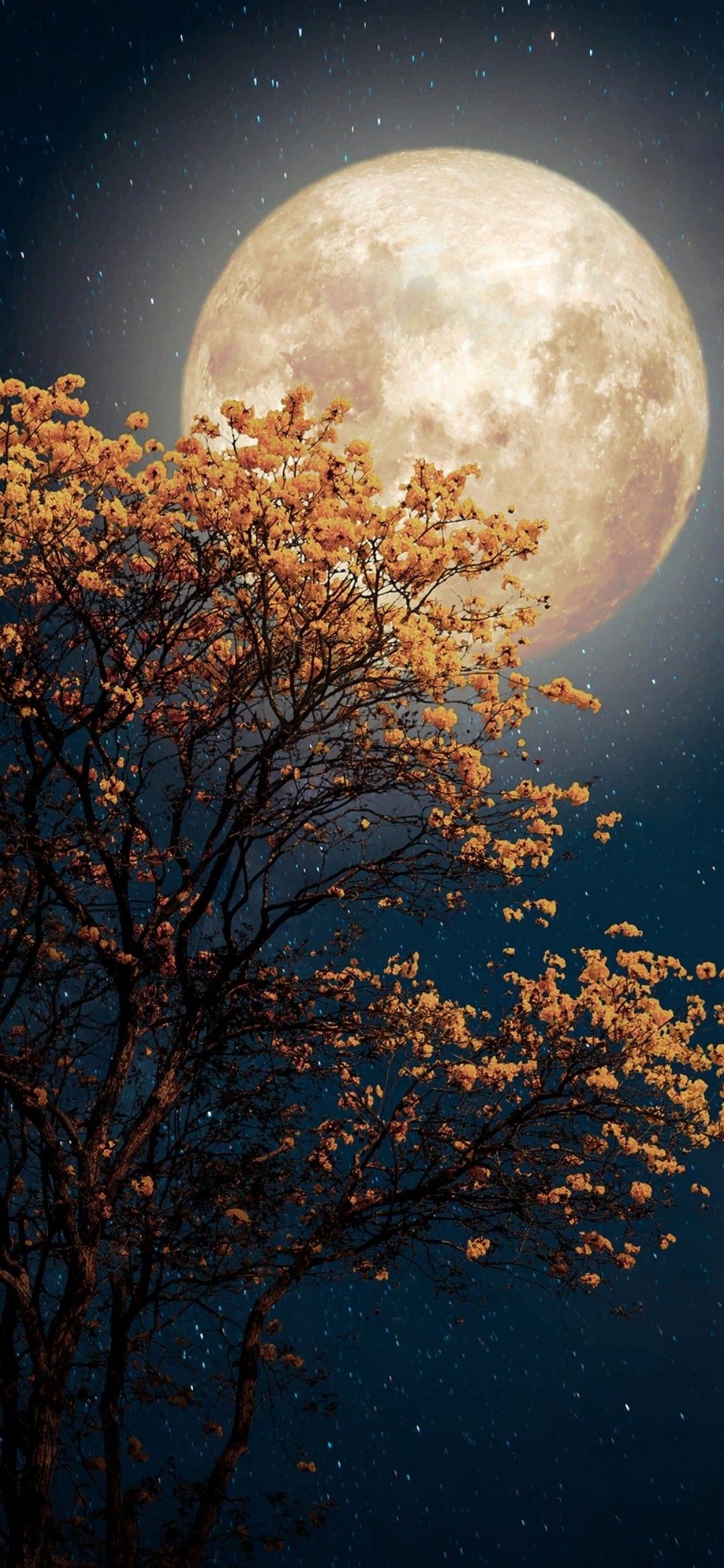 1080x2340  Красивые обои для телефона! | Пейзажи, Обои для телефона, Картины маслом