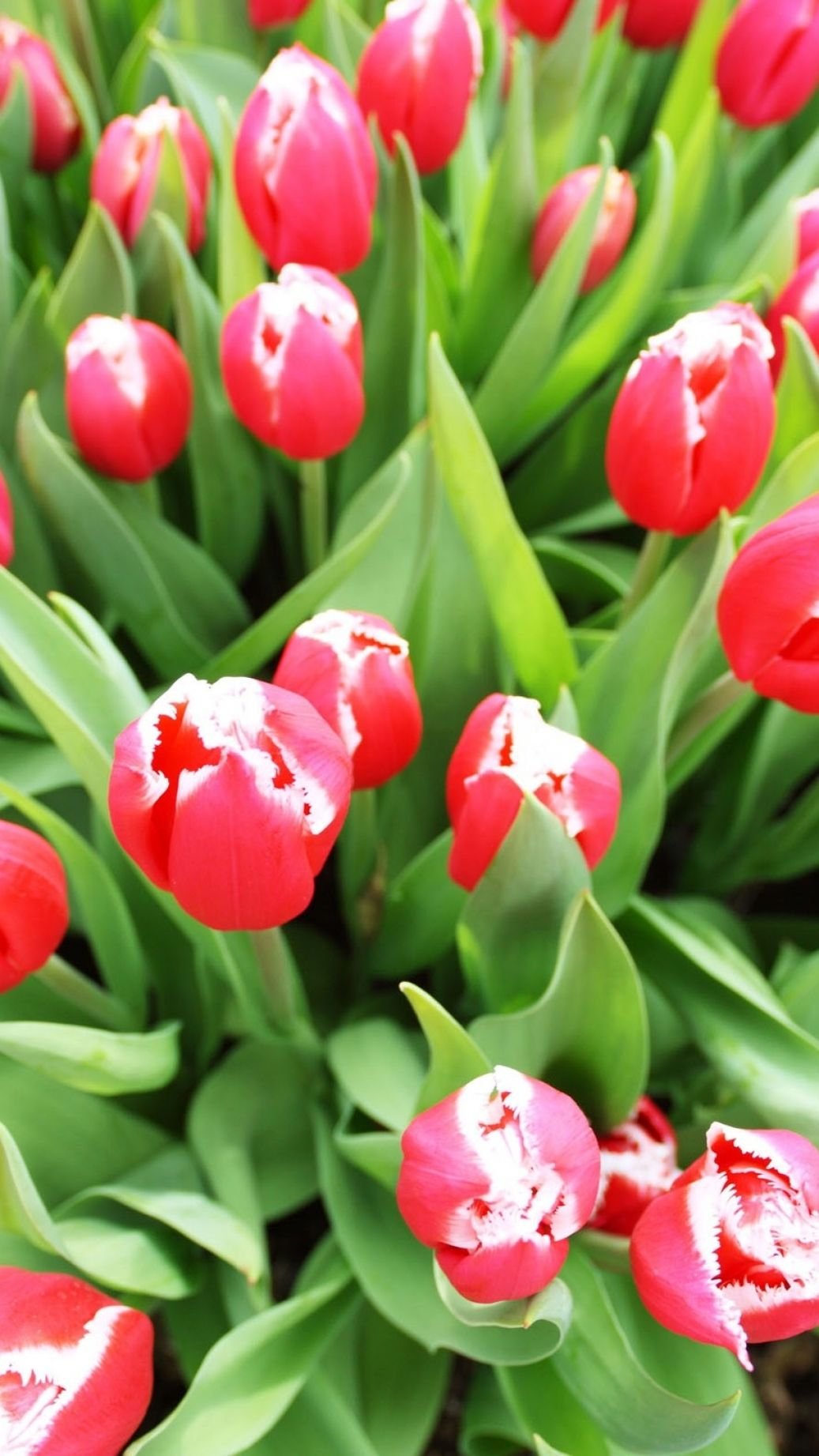 1037x1843  Весна тюльпаны картинки на телефон - 69 фото