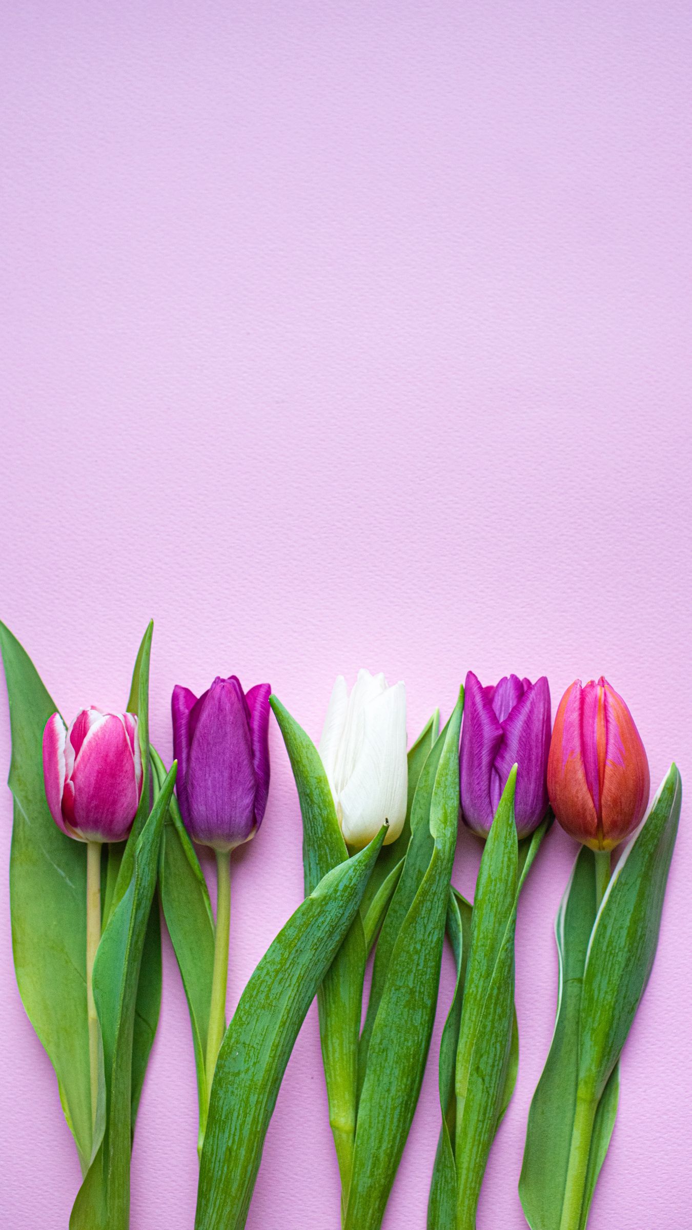 1350x2400  Скачать 1350x2400 тюльпаны, цветы, растения, цветение, весна обои, картинки  iphone 8+/7+/6s+/6+ for parallax