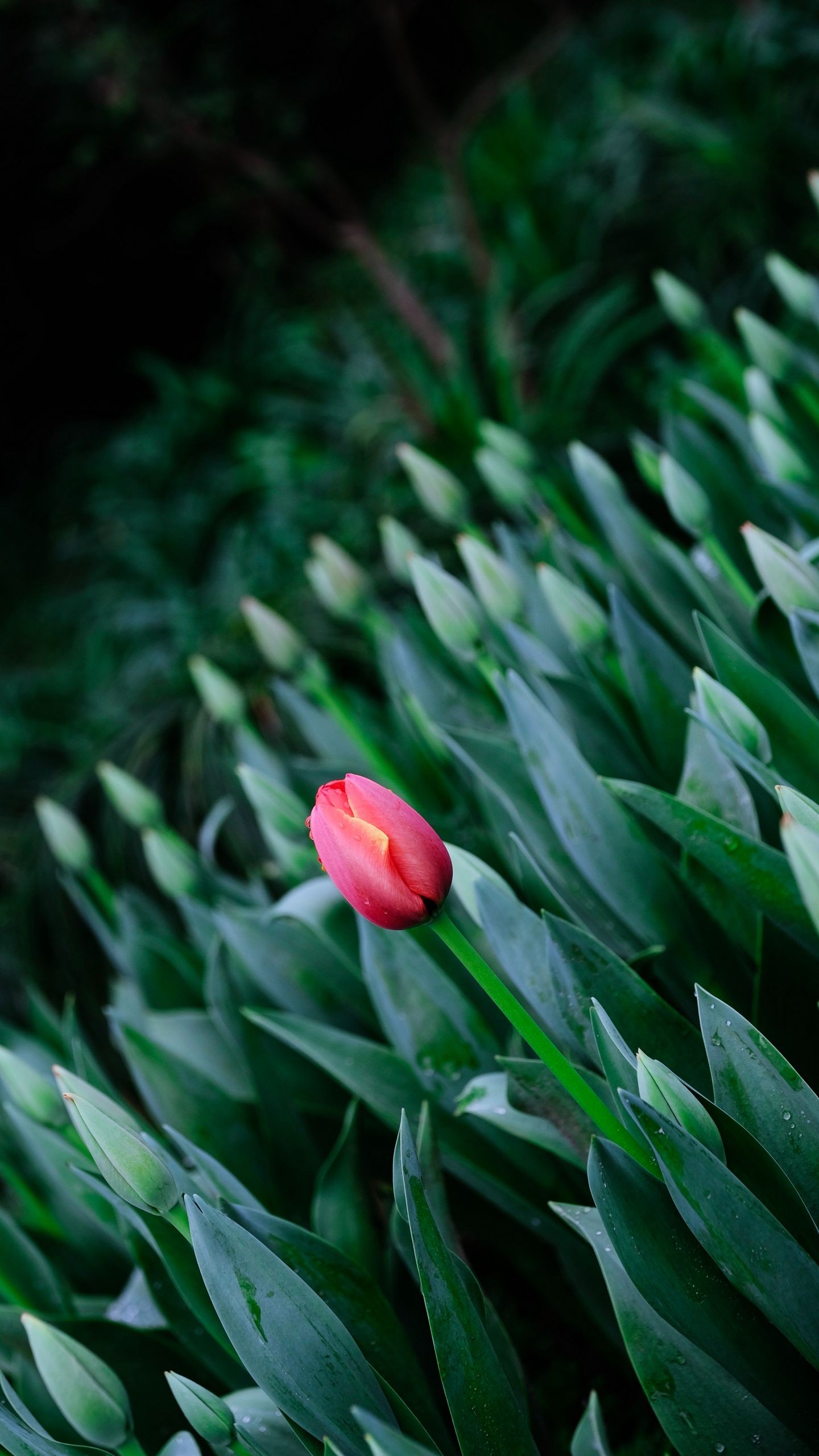 1440x2560  Обои на телефон тюльпан, цветы, цветение, весна - скачать бесплатно в  высоком качестве из категории \"Цветы\"