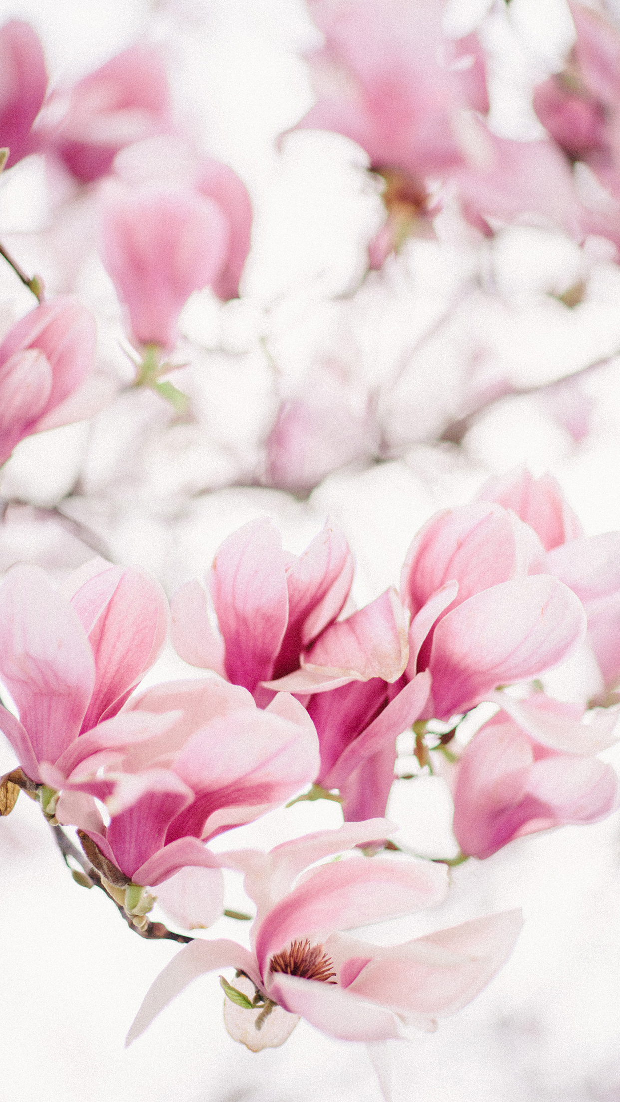 1242x2208  magnolia | Sonya Khegay Photography