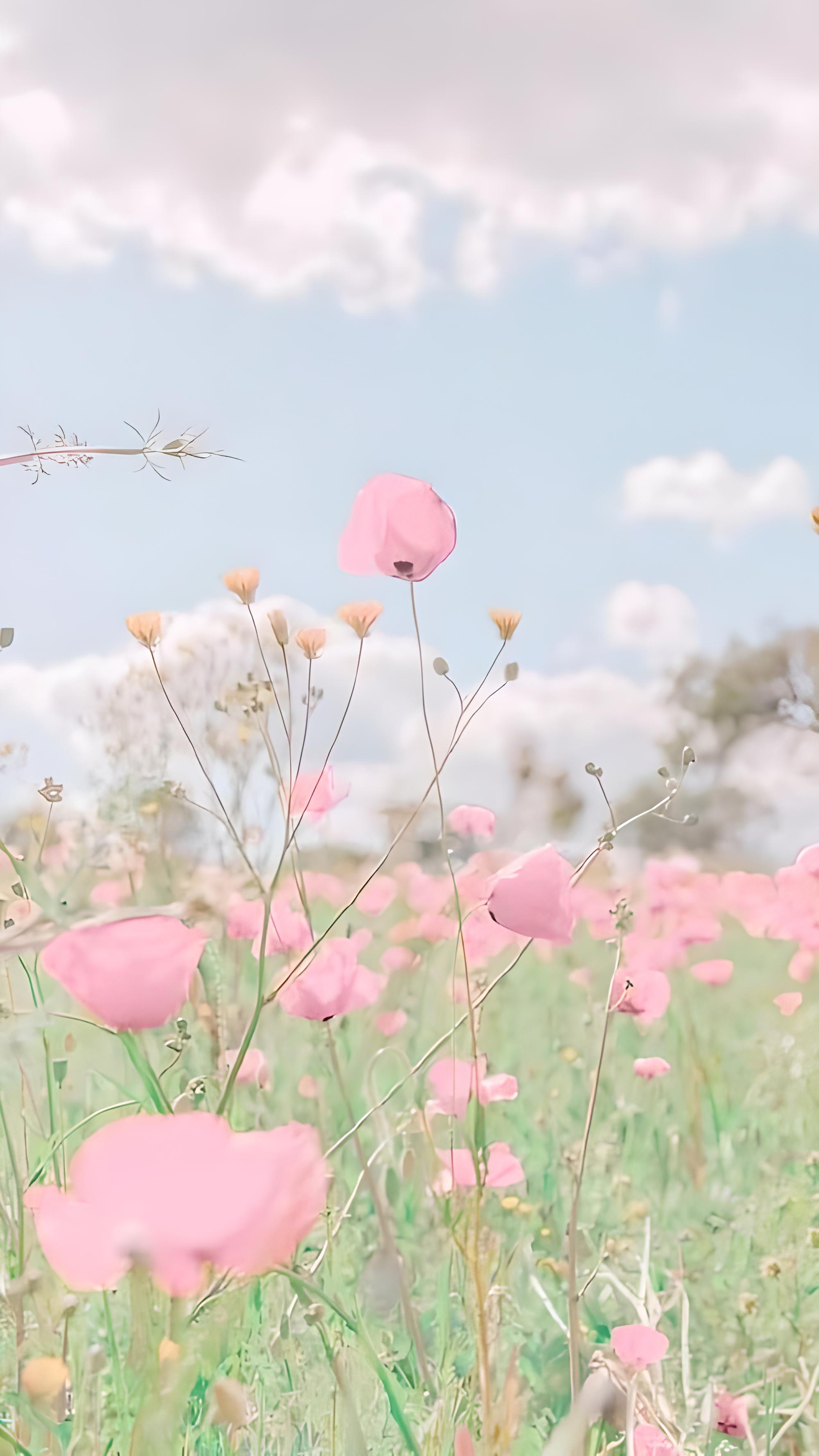 2000x3556  Красивые нежные обои на телефон, картинки нежность | Zamanilka