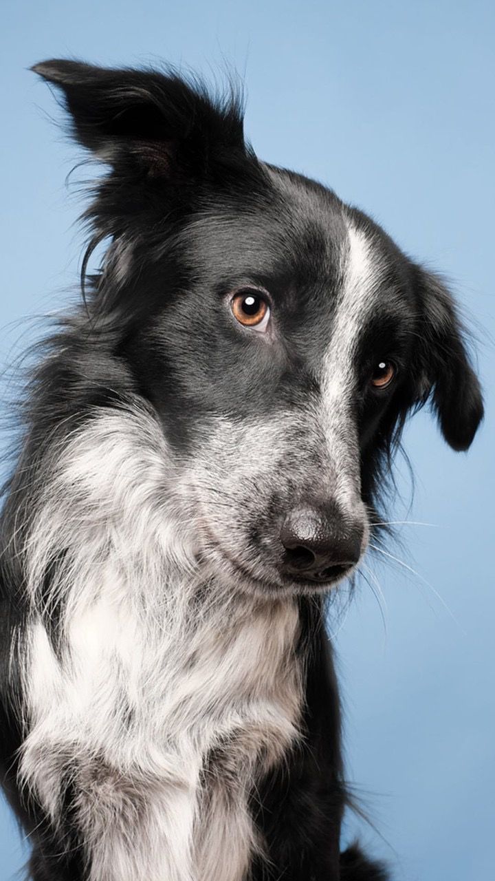 720x1280  ОБОИ НА ТЕЛЕФОН | Собачьи портреты, Собаки, Смешные собаки