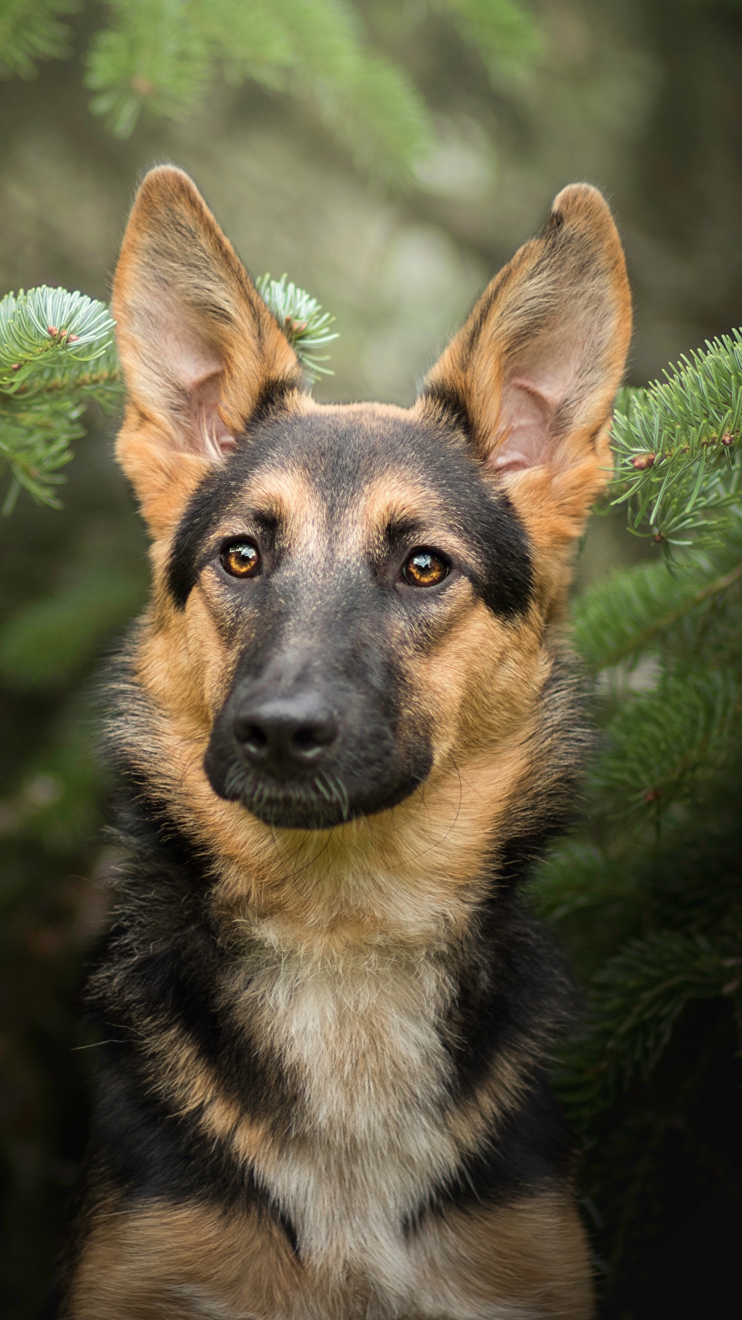 1080x1920  Обои для рабочего стола Немецкая овчарка собака Животные 1080x1920