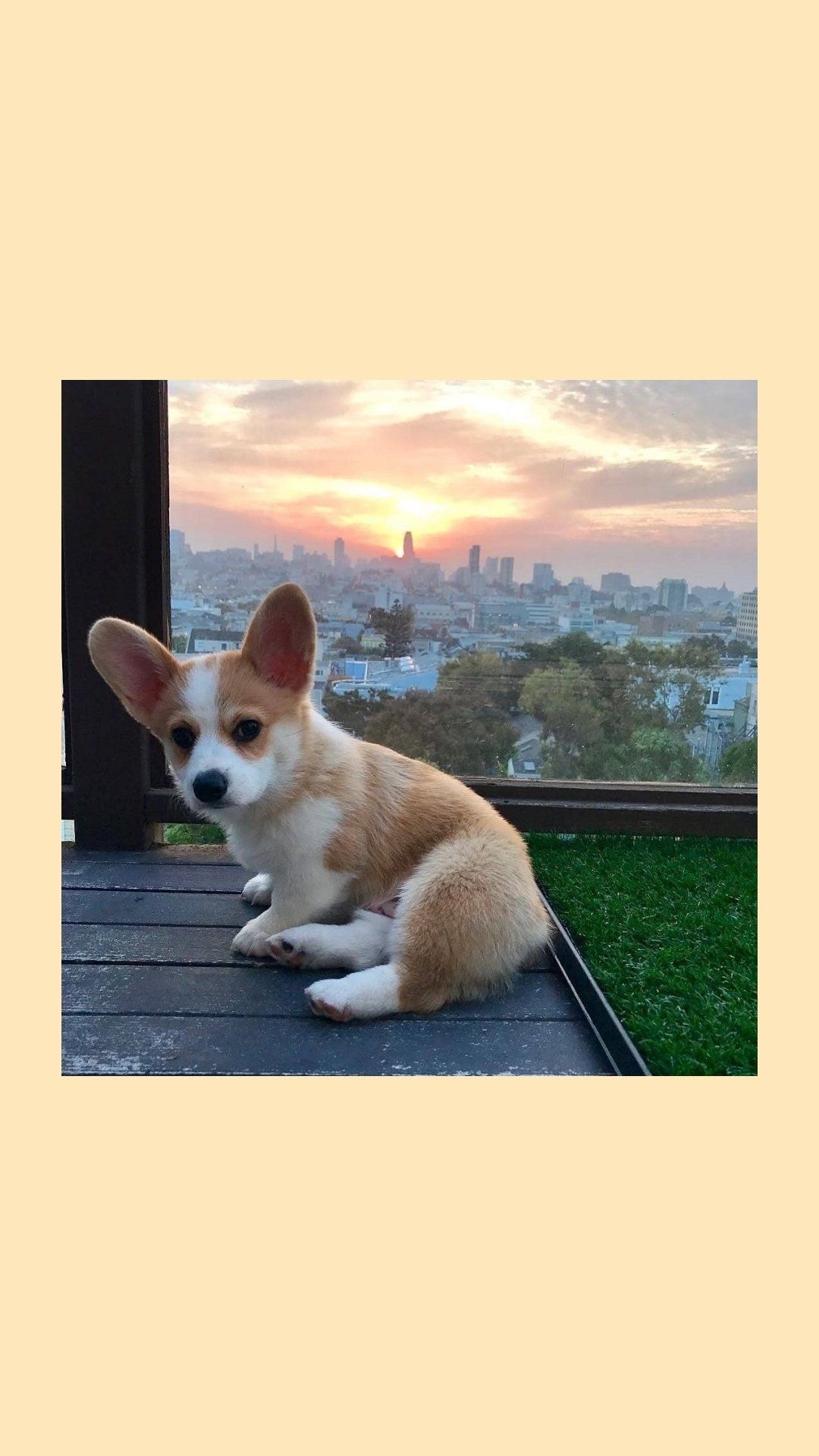 1080x1920  Обои на телефон | Щенки корги, Милые щенки, Фотографии животных