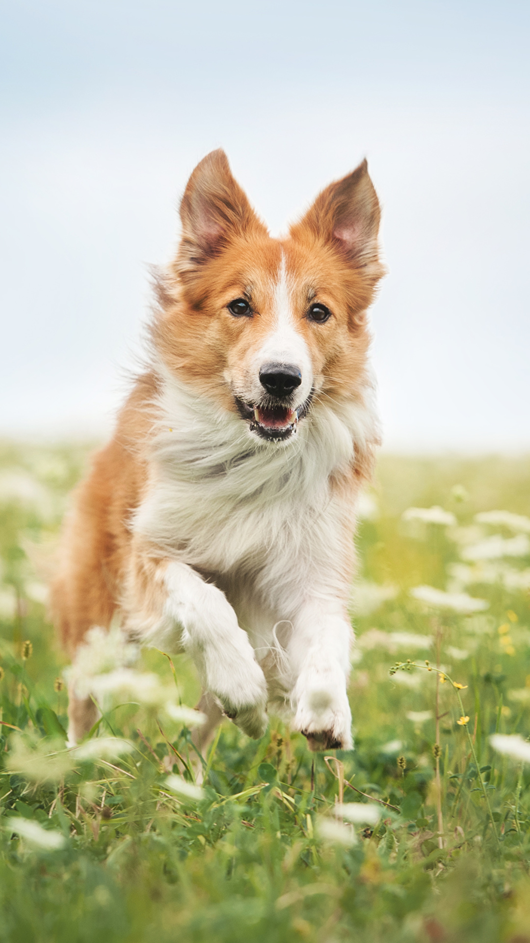 1080x1920  Обои для рабочего стола Бордер-колли собака бежит Трава 1080x1920