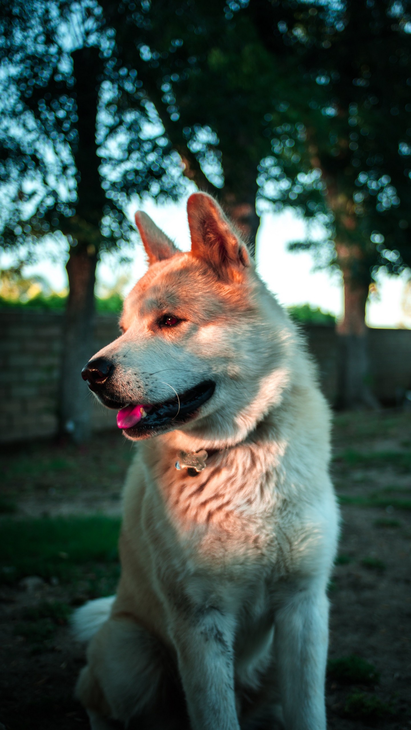 1440x2560  Обои на телефон собака, высунутый язык, питомец, животное - скачать  бесплатно в высоком качестве из категории \"Животные\"