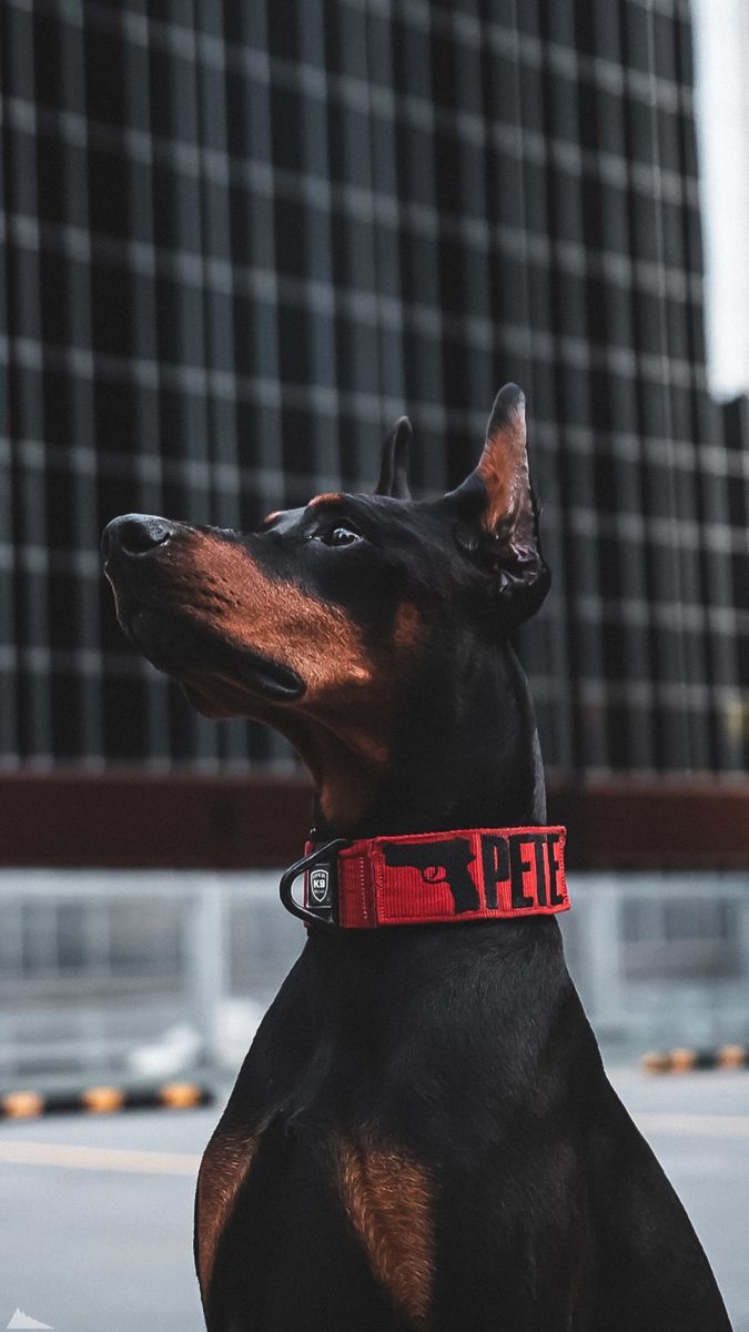 675x1200  Обои на телефон | Питбуль щенки, Доберман щенки, Полицейские собаки