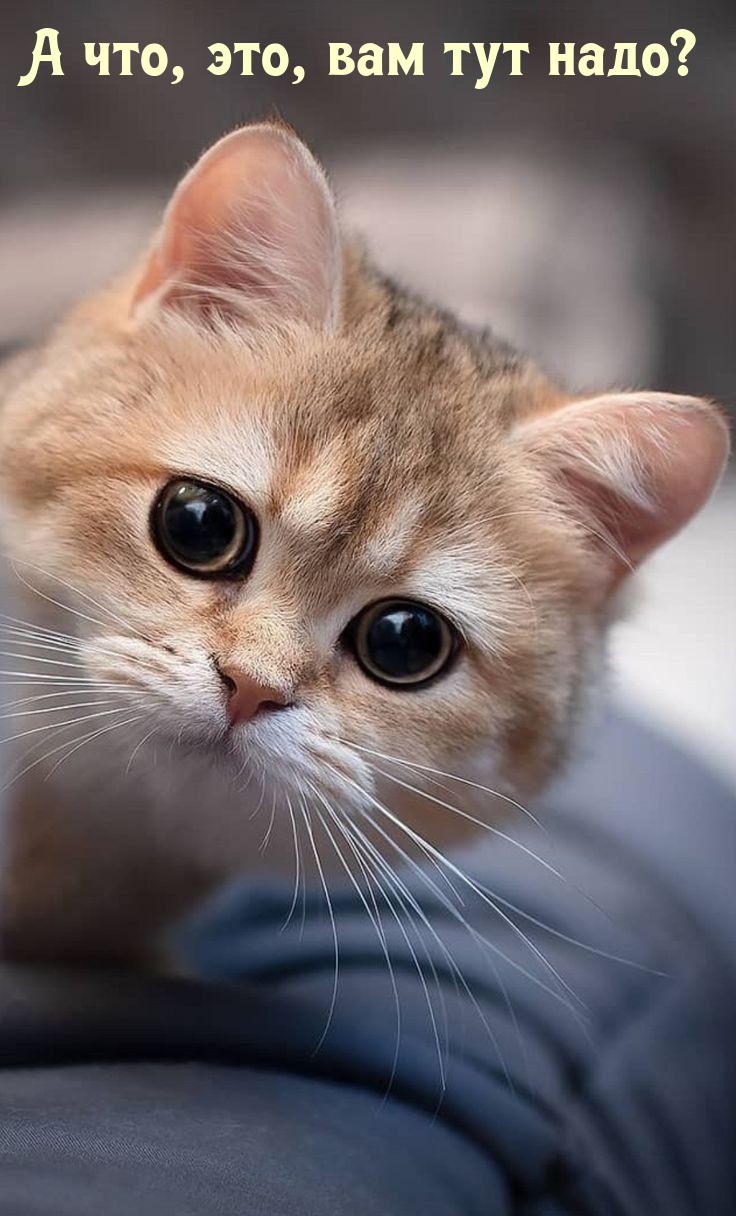 736x1216  ОБОИ НА ТЕЛЕФОН | Саркастичные цитаты, Вдохновляющие цитаты, Самые смешные  цитаты