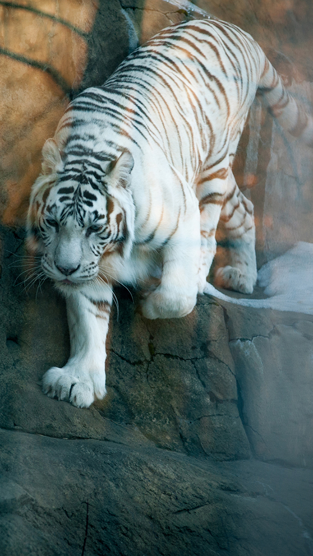 1080x1920  Photo Tigers White animal 1080x1920