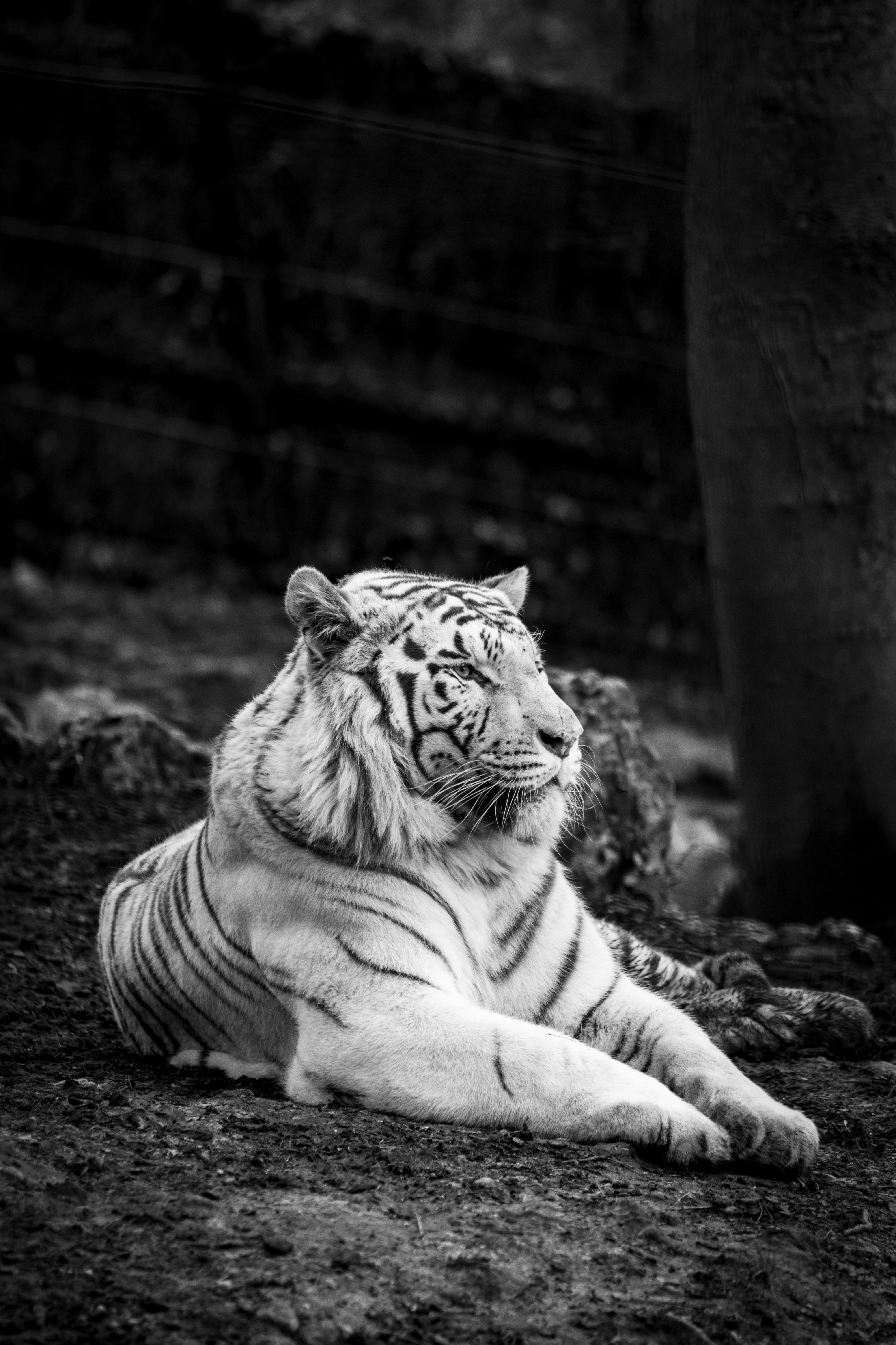 4000x6000  Download \"Bengal Tiger\" wallpapers for mobile phone, free \"Bengal Tiger\" HD  pictures