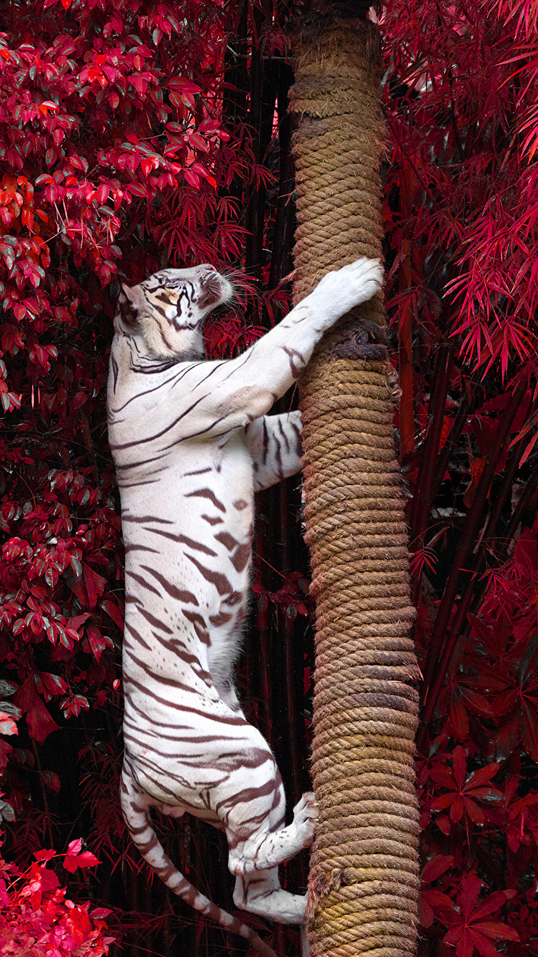 1080x1920  Картинки на телефон тигрица (68 фото) » Фоны и обои для рабочего стола.  Картинки для заставки на телефон