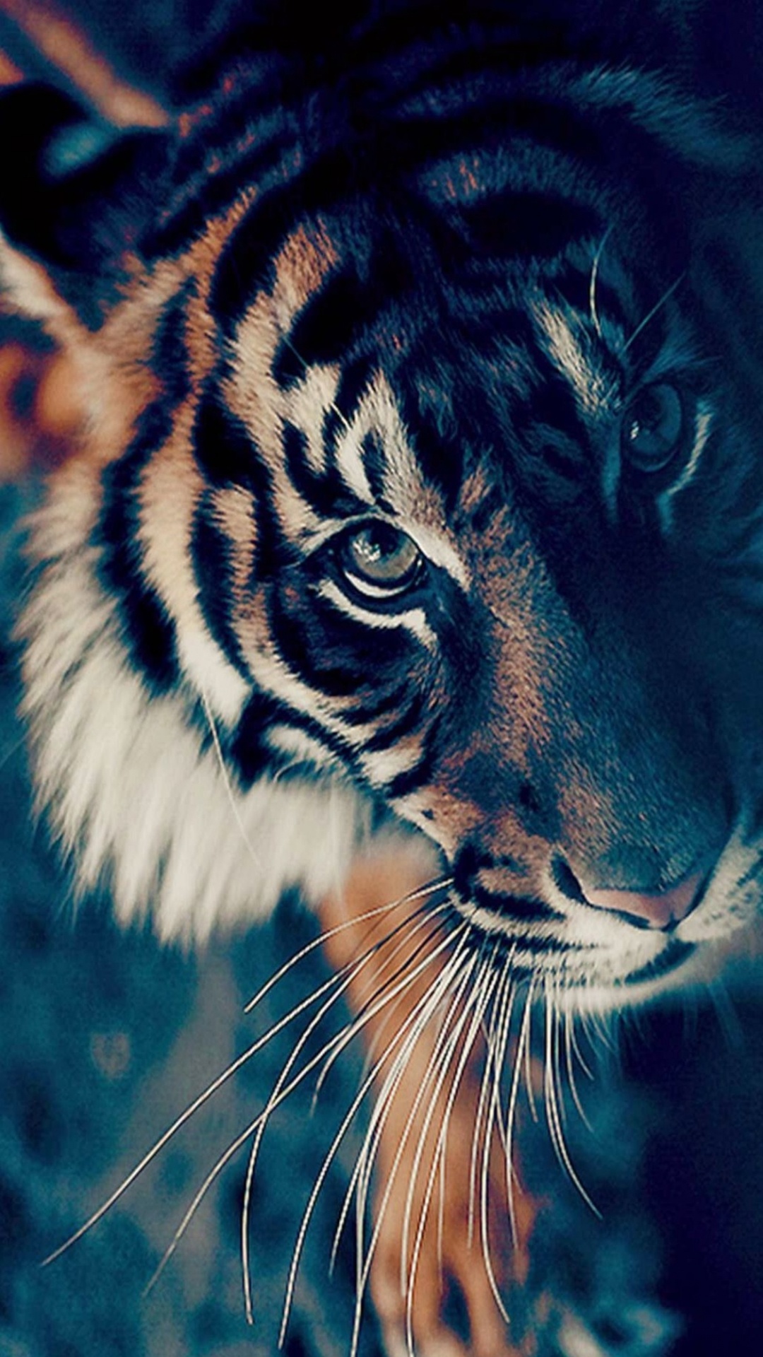 1080x1920  Тигр черно белый - 65 фото