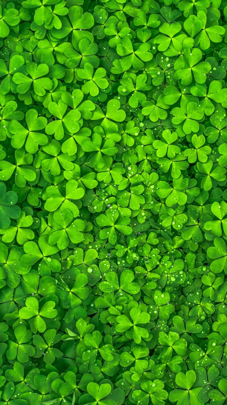 736x1309  Фоны с четырехлистным клевером (38 фото) | Green photo, Green nature, Green  aesthetic