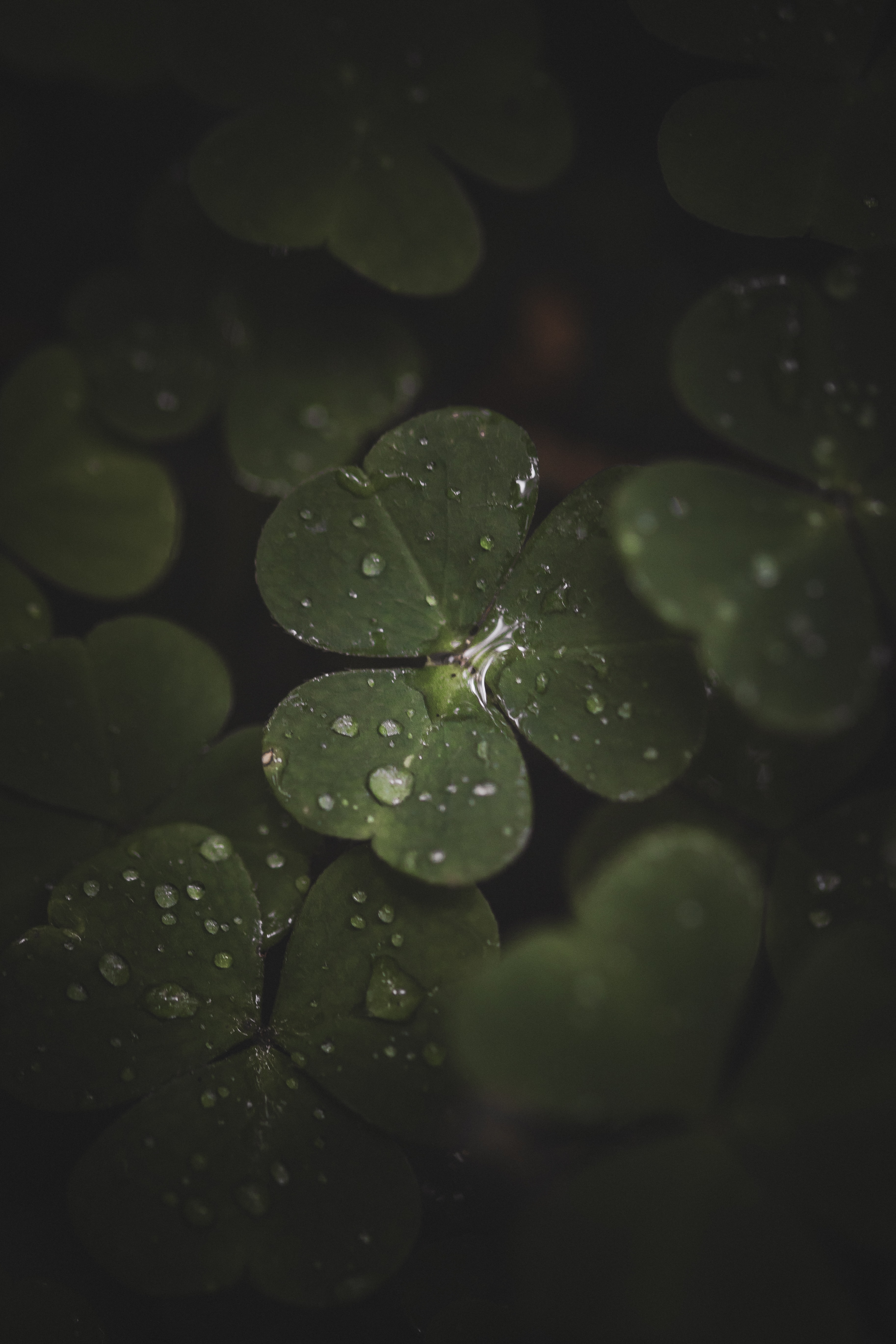 3652x5478  Скачать 3652x5478 клевер, листья, капли, макро обои, картинки