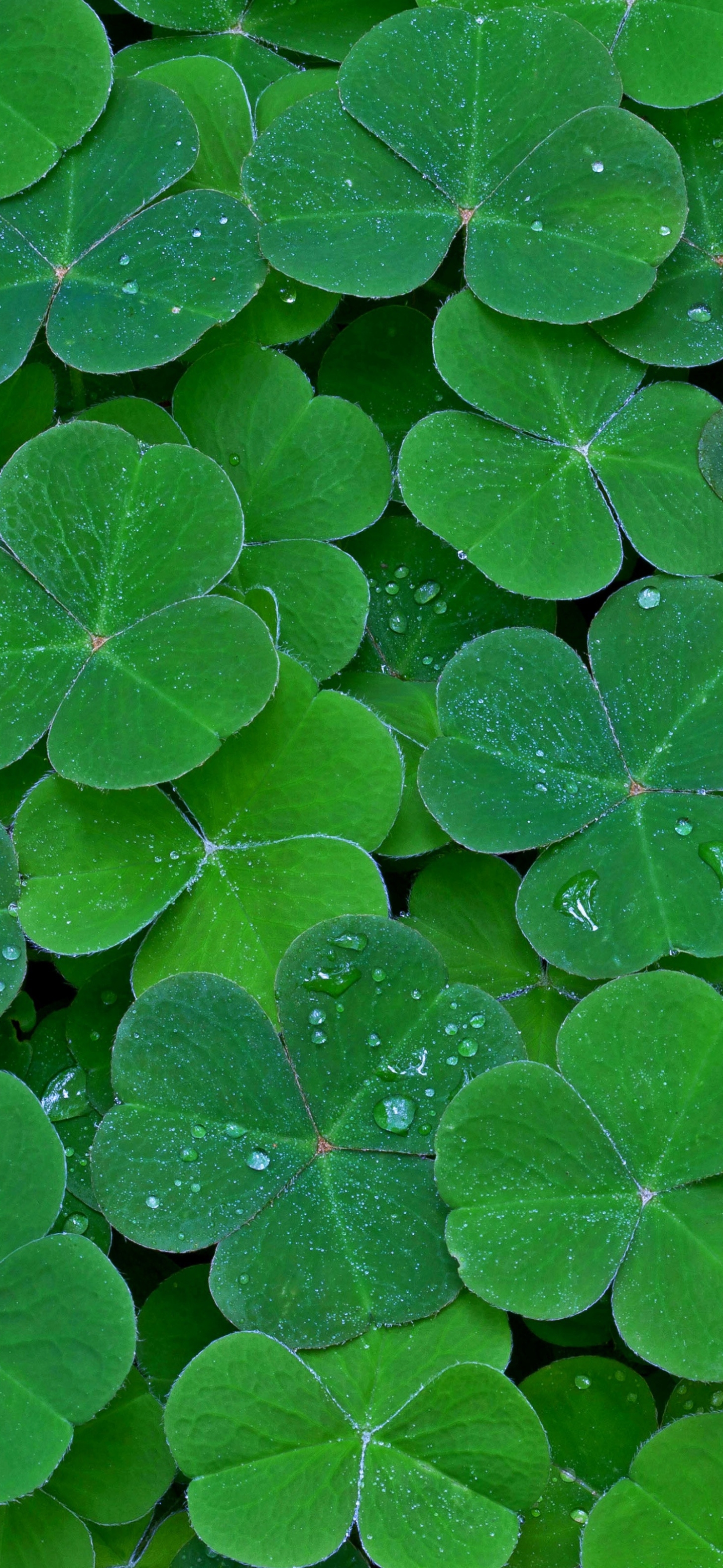 1440x3120  Скачать обои \"Клевер\" на телефон в высоком качестве, вертикальные картинки \" Клевер\" бесплатно