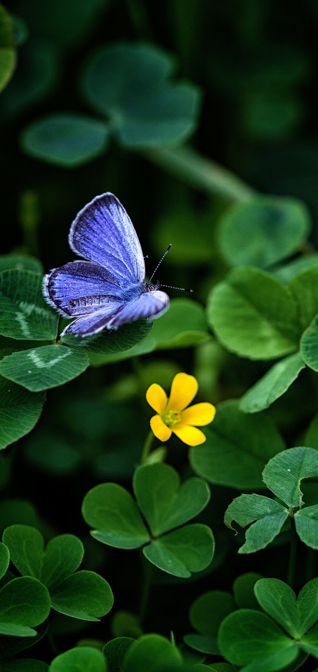 1080x2280  акварельные обои Фон Обои Изображение для бесплатной загрузки - Pngtree