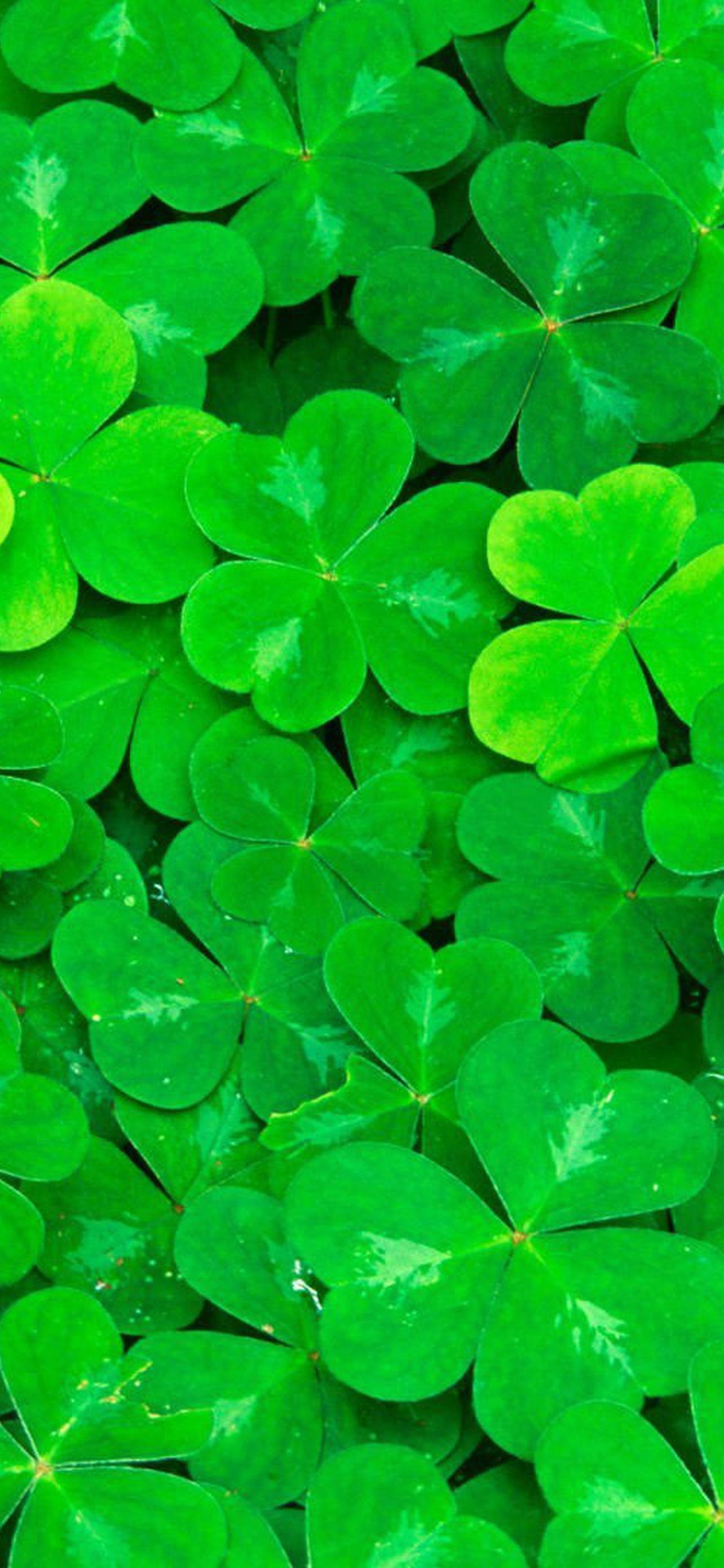 1284x2778  Счастливый клевер | DeskArt