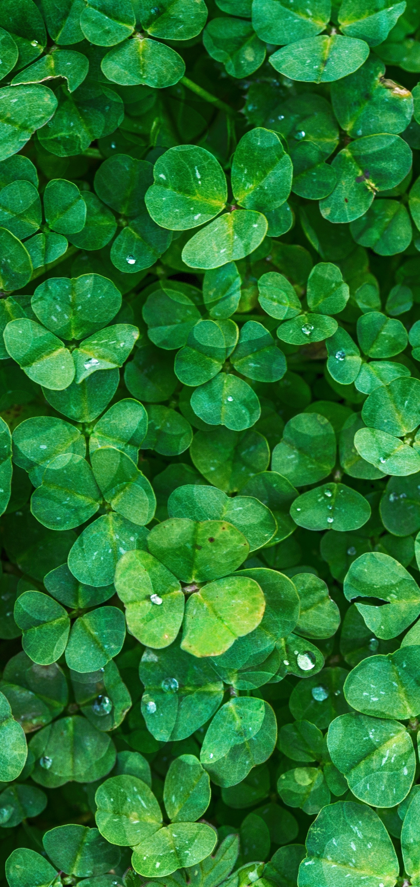 1440x3040  Четырехлистный Клевер обои на телефон (23 фото)