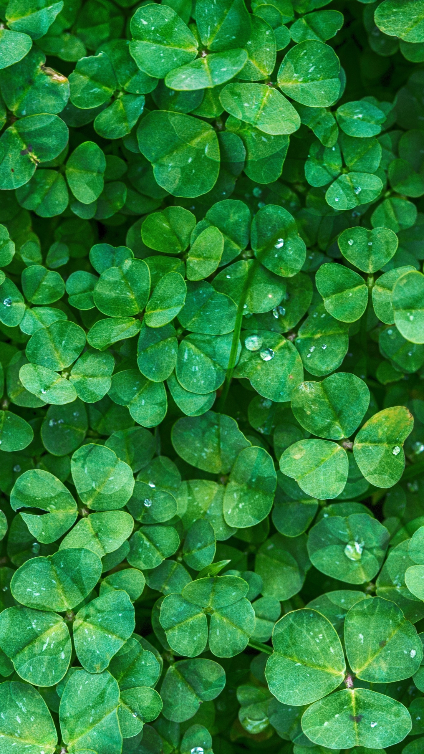 1440x2560  Обои на телефон На Удачу, картинки для успеха | Zamanilka