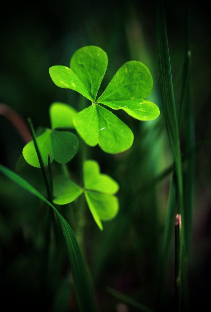 735x1086  Милый подростковый фон мобильных телефонов обои зеленый Shamrock Обои  Изображение для бесплатной загрузки - Pngtree