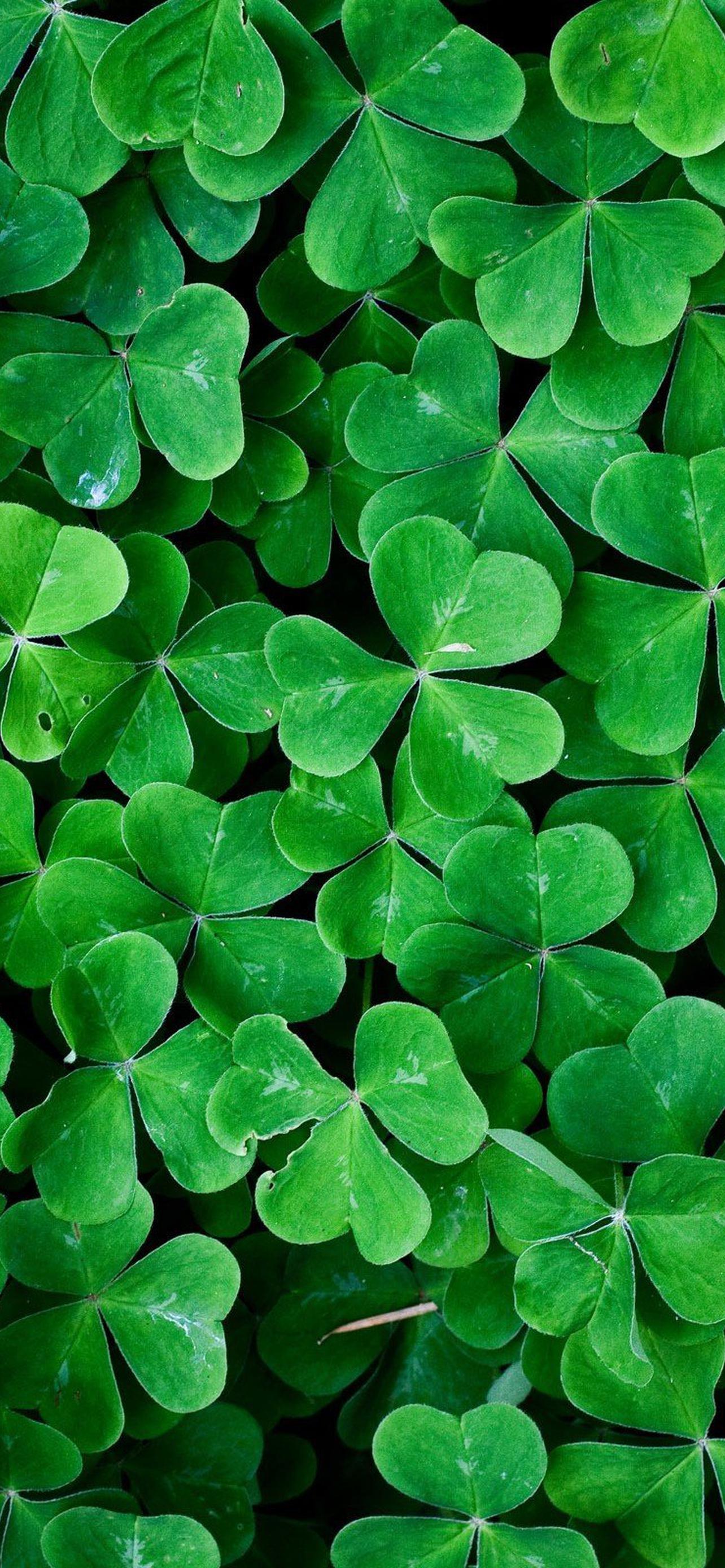 1284x2778  Pin by Iman Youssef on Wallpaper | Pretty wallpapers, Cellphone wallpaper,  Fire heart