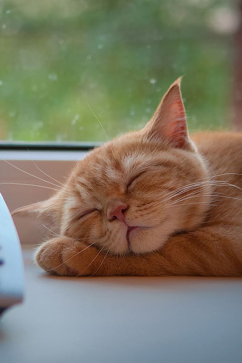 800x1200  Скачать 800x1200 кот, телефон, сон, подоконник, ожидание обои, картинки  iphone 4s/4 for parallax