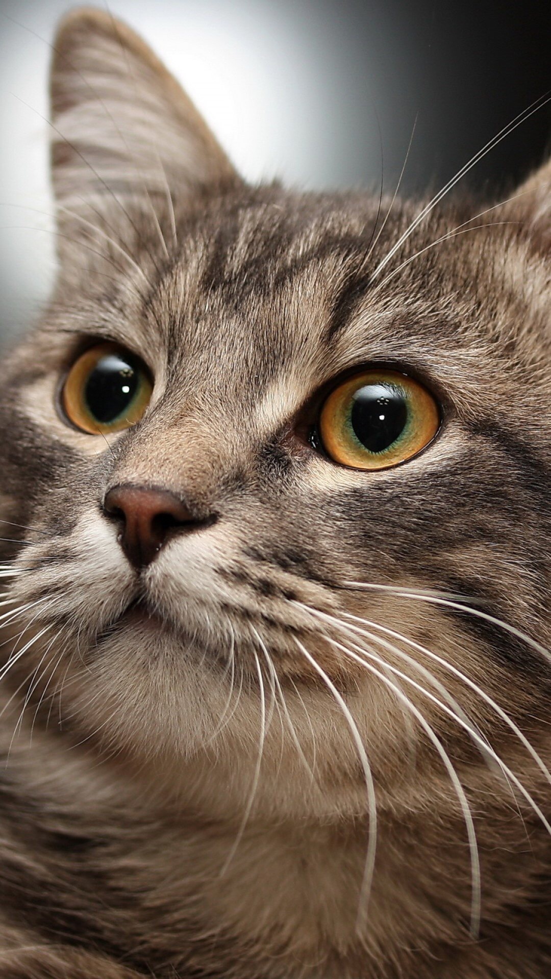 1080x1920  Обои с котиками на телефон | Пикабу