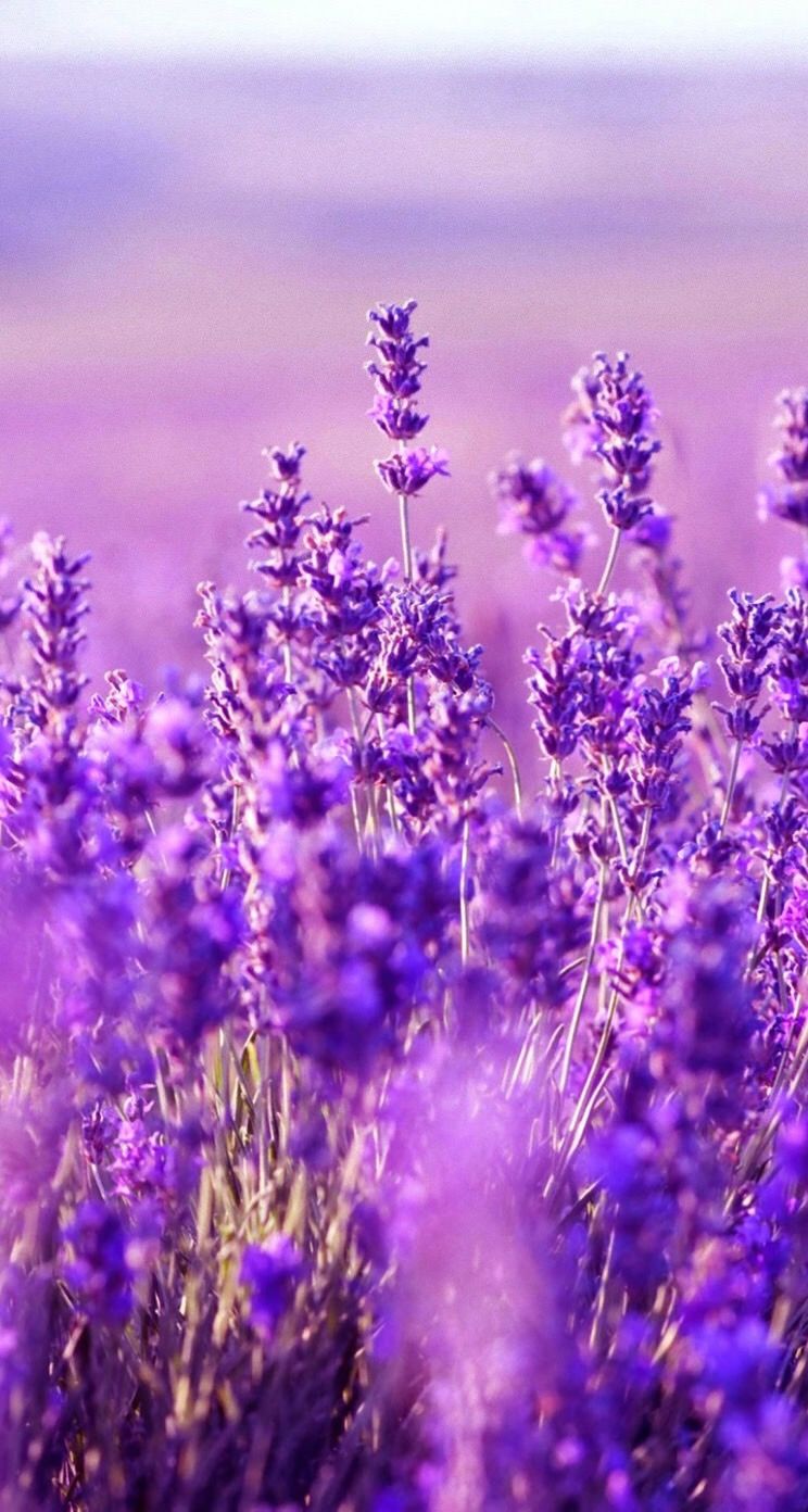 744x1392  Обои wallpaper iPhone lavender | Фиолетовые цветочные композиции, Цветочные  фоны, Цветки лаванды