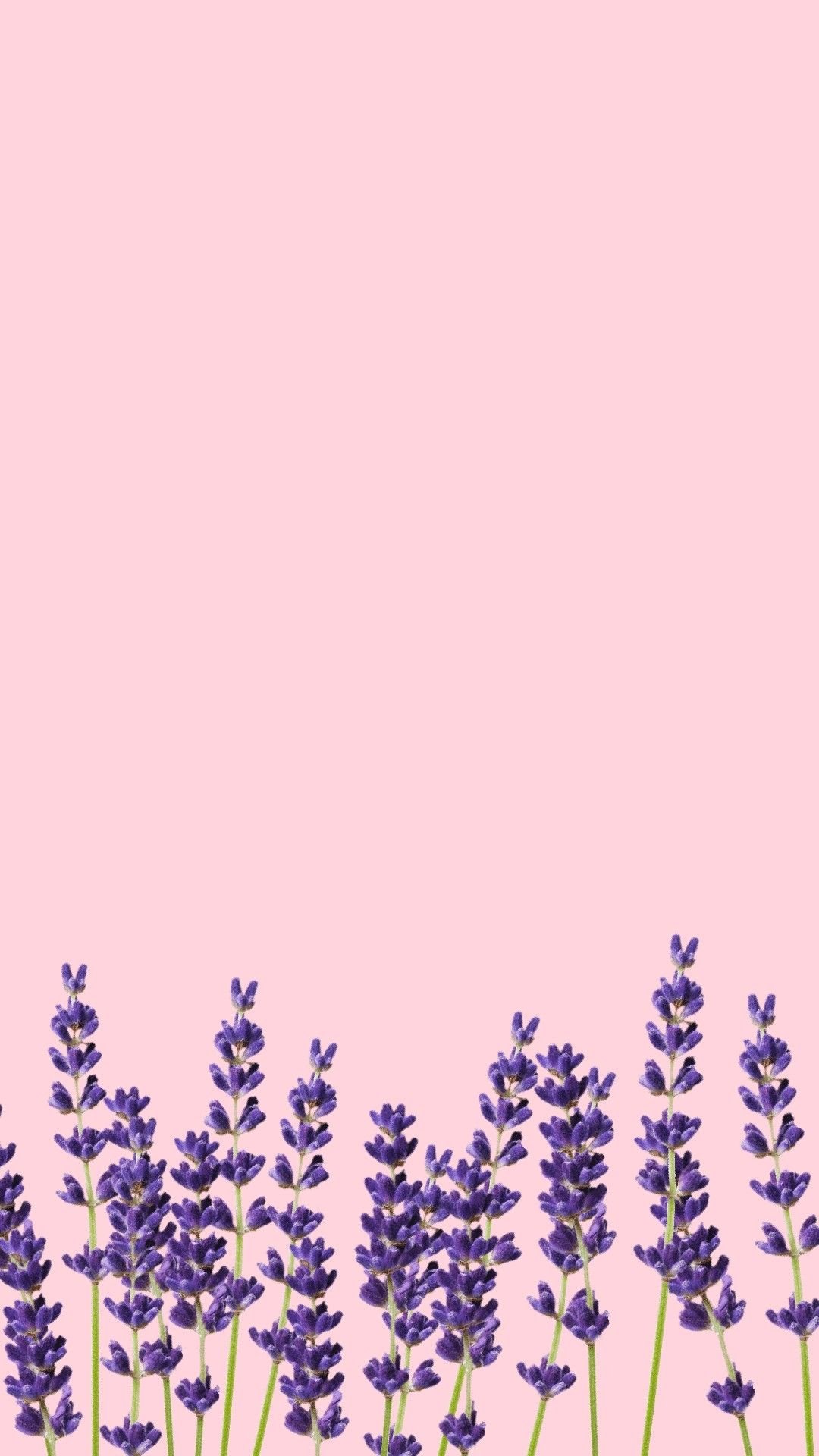 1080x1920  Лавандовые обои на телефон - 60 фото