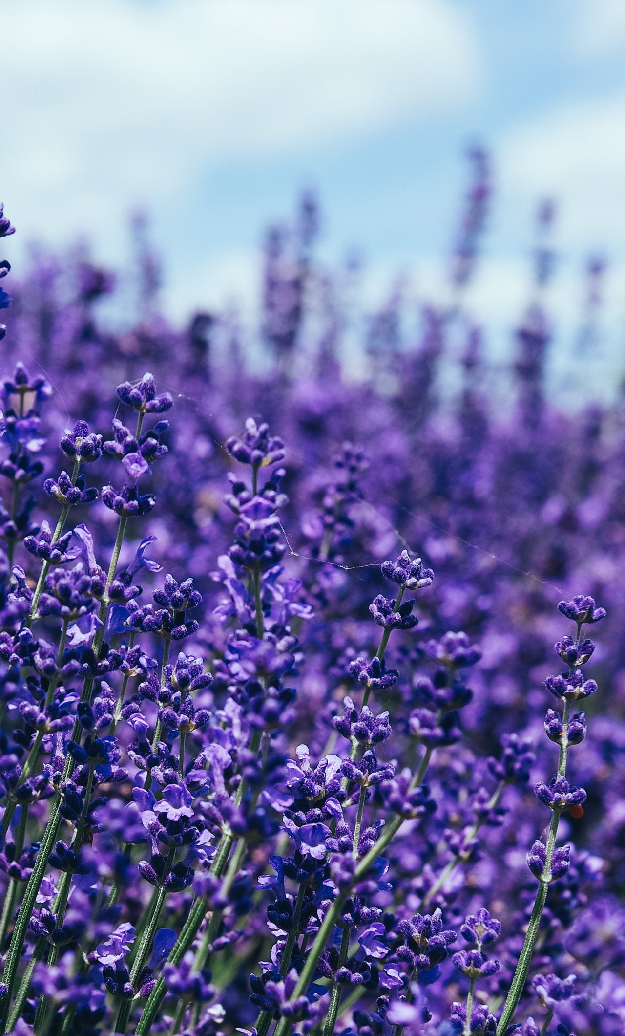 1280x2120  Обои на телефон лаванда - 66 фото