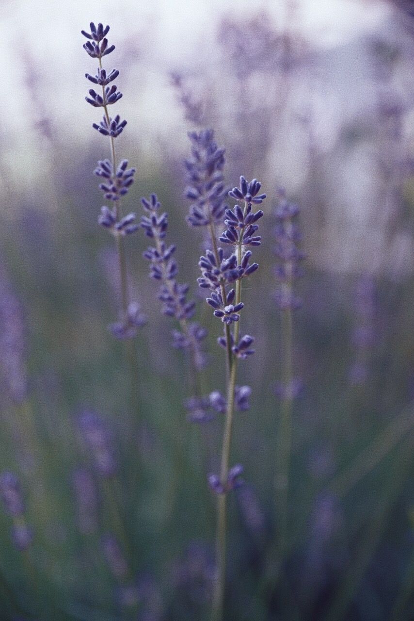 854x1280  Lavender | Пейзажи, Фиолетовые фоны, Цветочные фоны