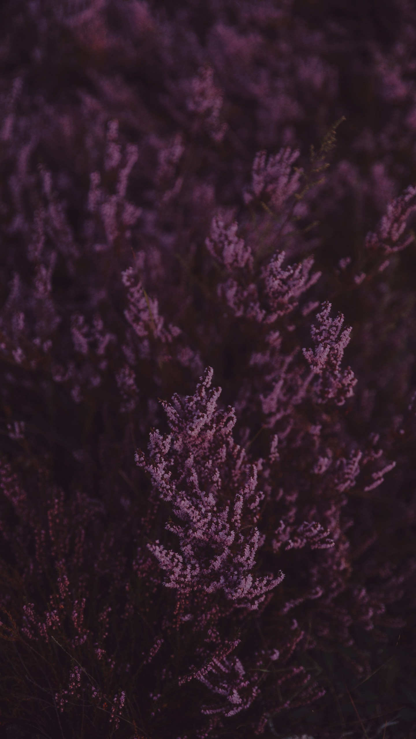 1440x2560  Обои на телефон лаванда, цветы, фиолетовый, цветение, крупный план -  скачать бесплатно в высоком качестве из категории \"Макро\"