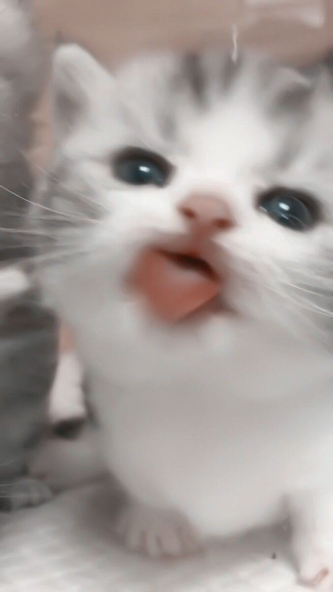 676x1200  Обои на телефон с котиками :3 | Lily | Дзен