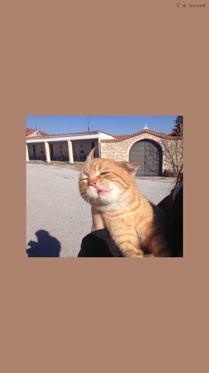 735x1307  ОБОИ НА ТЕЛЕФОН КОТ CAT | Cute cat wallpaper, Cat wallpaper, Animal  wallpaper