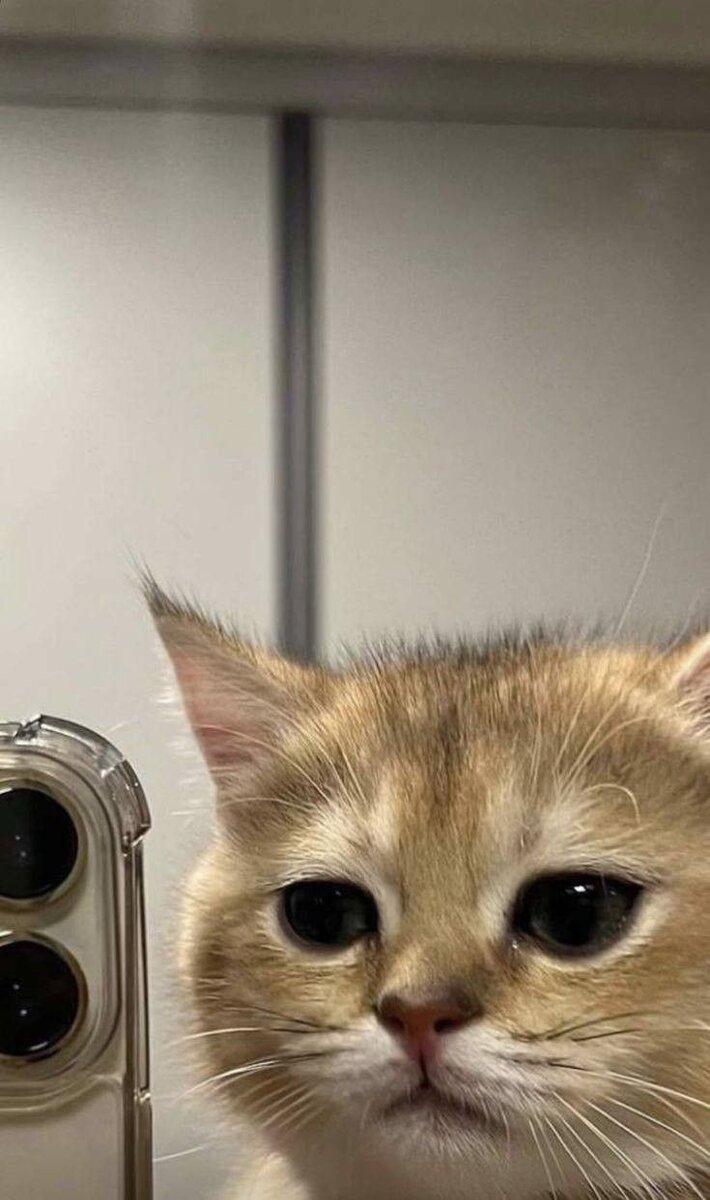 710x1200  Обои на телефон с котиками :3 | Lily | Дзен