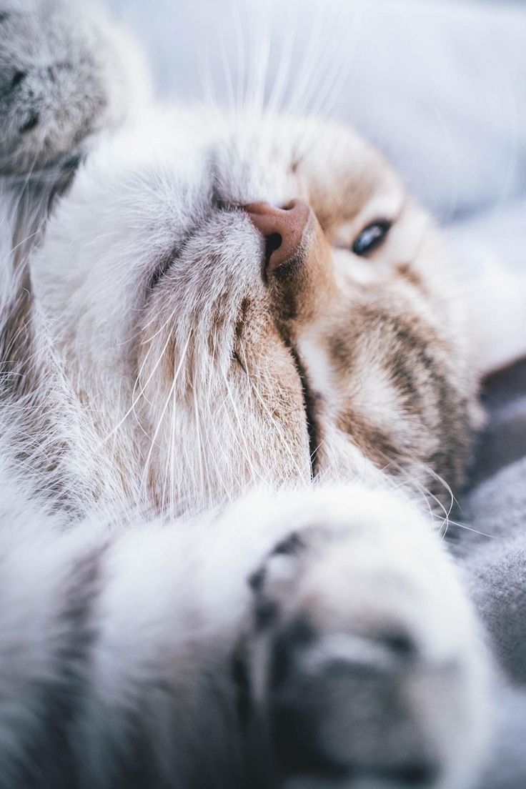 736x1104  Обои для телефона 2020 | Животные, Милые животные, Домашние обои