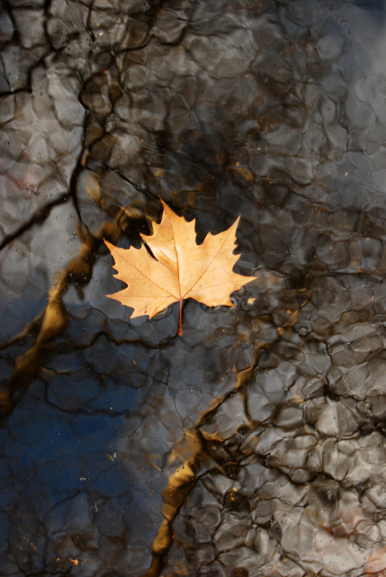 1338x2000  Заставки на телефон осень дождь вертикальные - фото и картинки  abrakadabra.fun