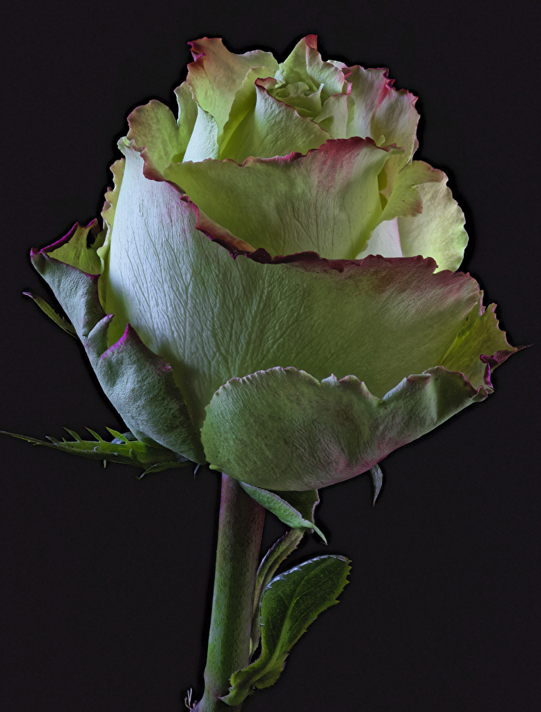 778x1024  Картинка роза Цветы на черном фоне Крупным планом