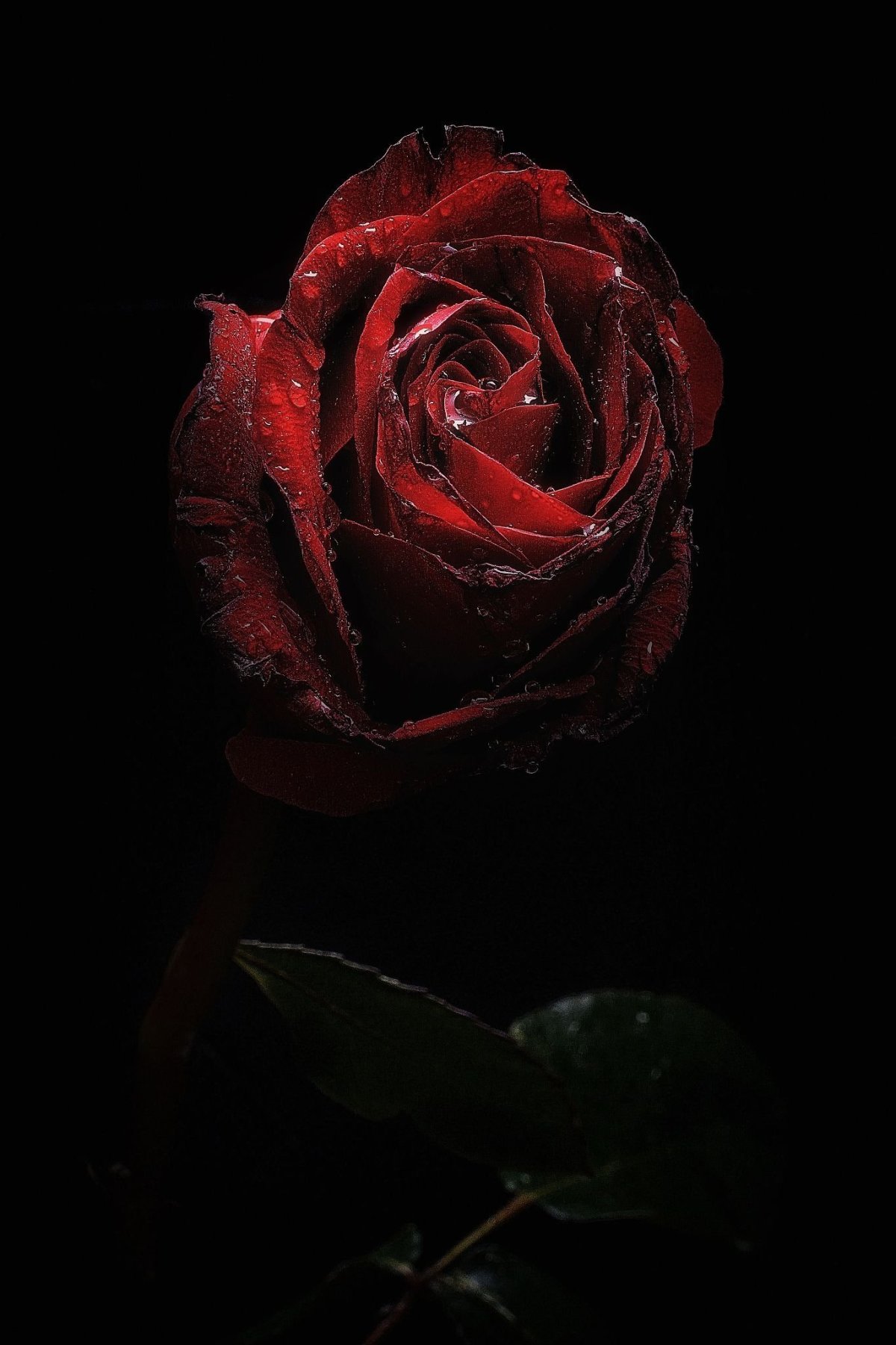 1200x1801  Картинки на телефон красные розы вертикальные (67 фото) » Фоны и обои для  рабочего стола. Картинки для заставки на телефон