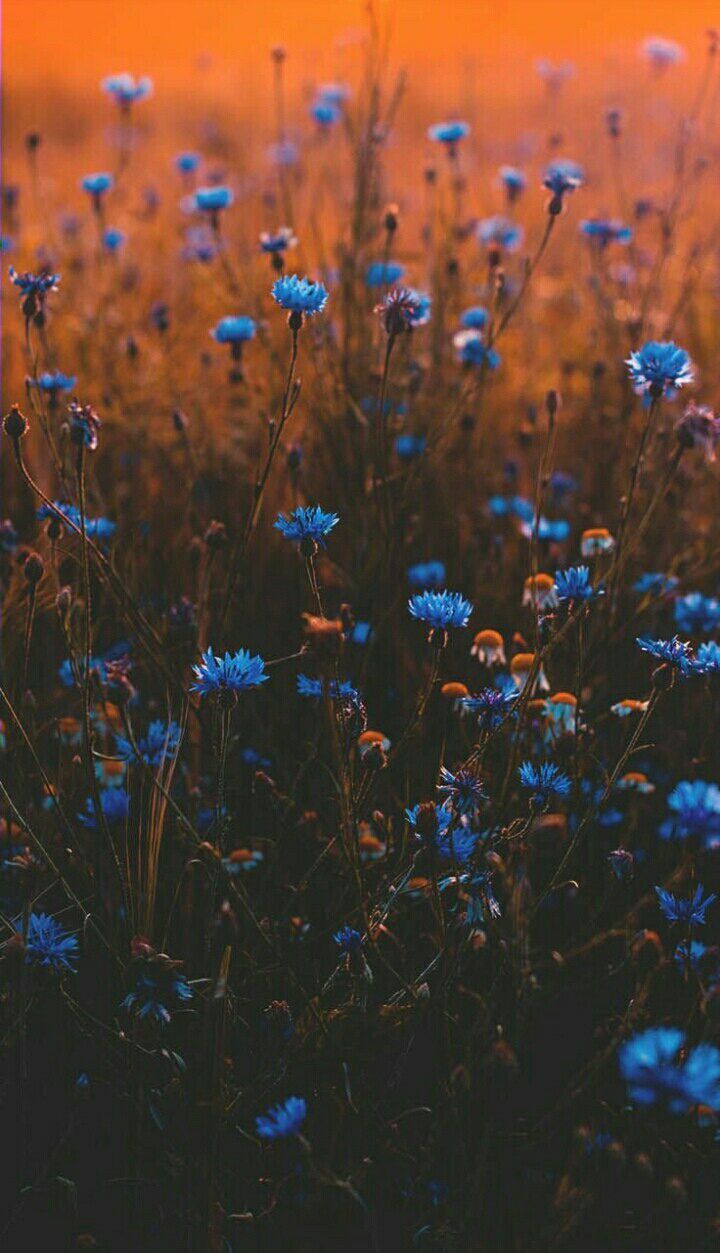 720x1253  Картинки на любой вкус 2 | Summer wallpaper phone, Summer wallpaper, Iphone  wallpaper