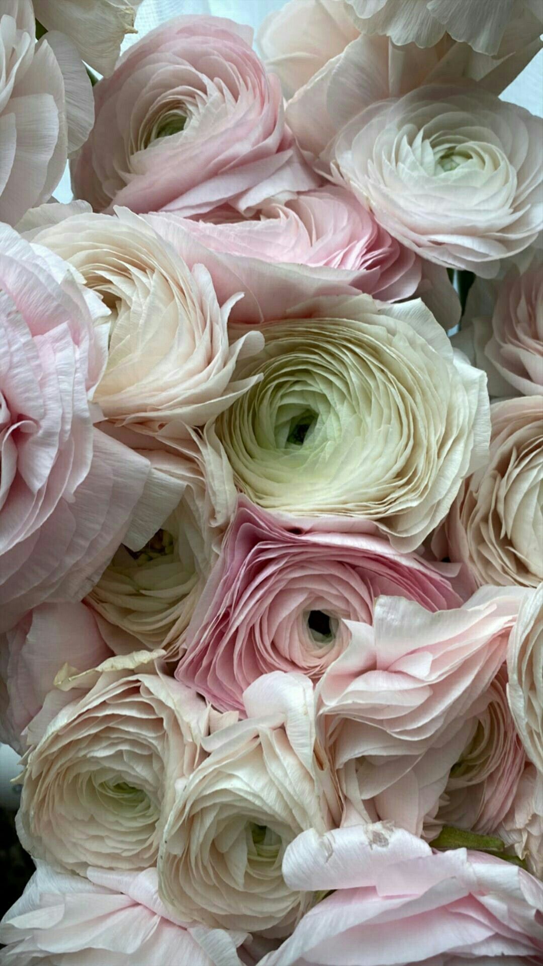 1080x1920  Обои на телефон | Пастельные цветы, Небольшие цветники, Стенды растений