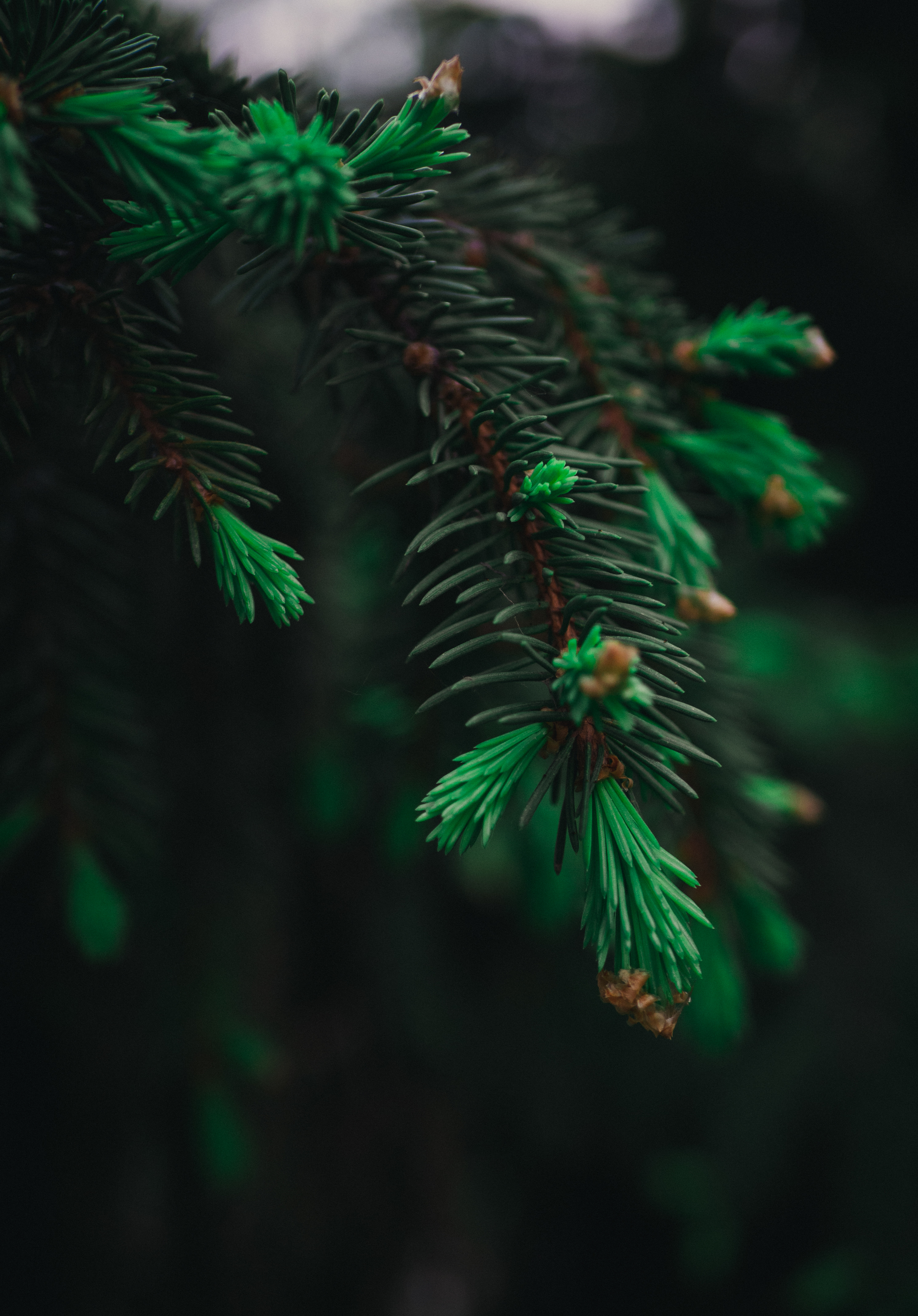 2048x2935  Разбираем на обои для телефонов | Пикабу