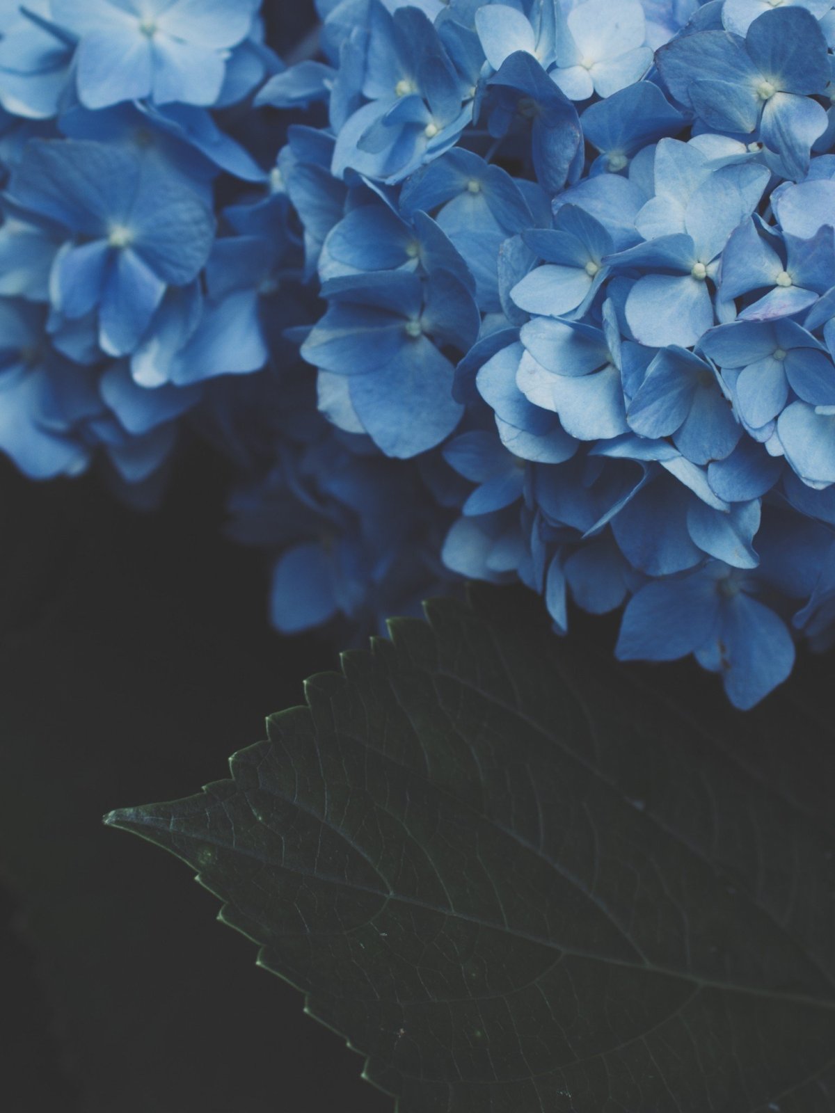 1200x1600  Эстетичные обои голубого цвета - 74 фото