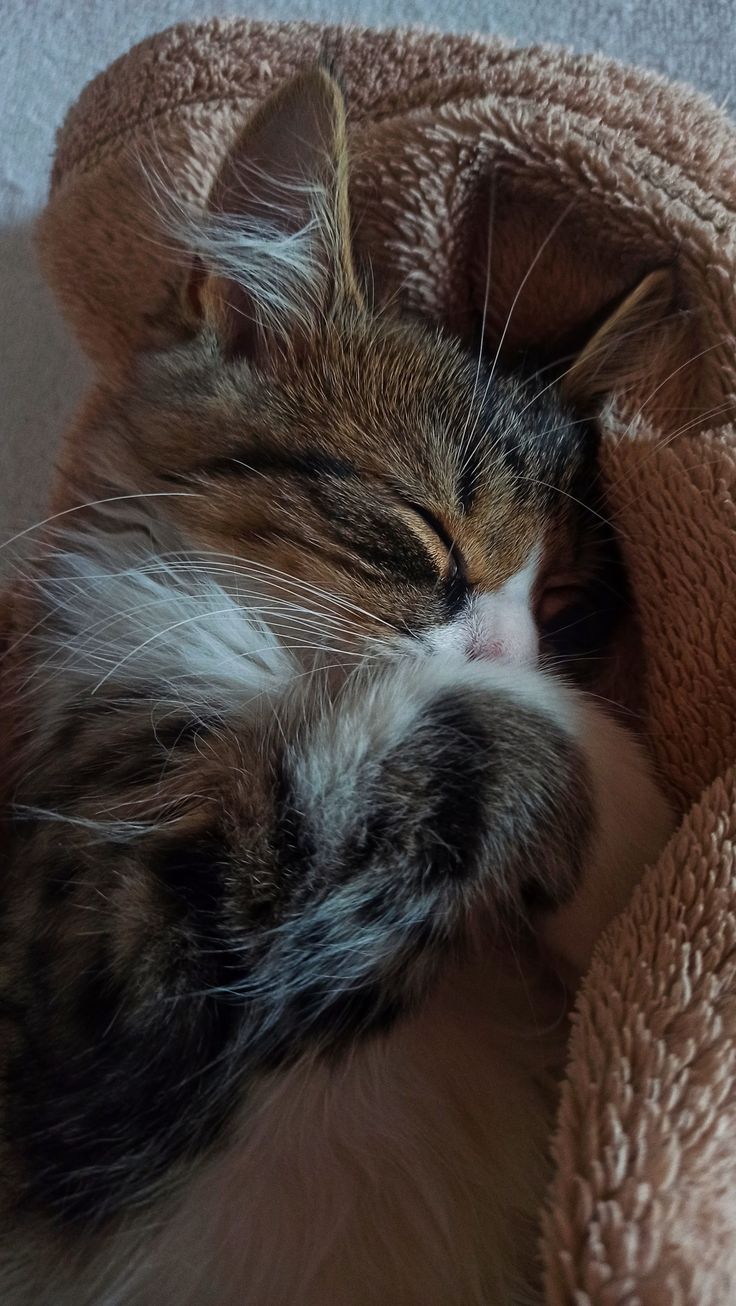 736x1306  wallpaper 197. в 2023 г | Милые котики, Спящий кот, Кошки