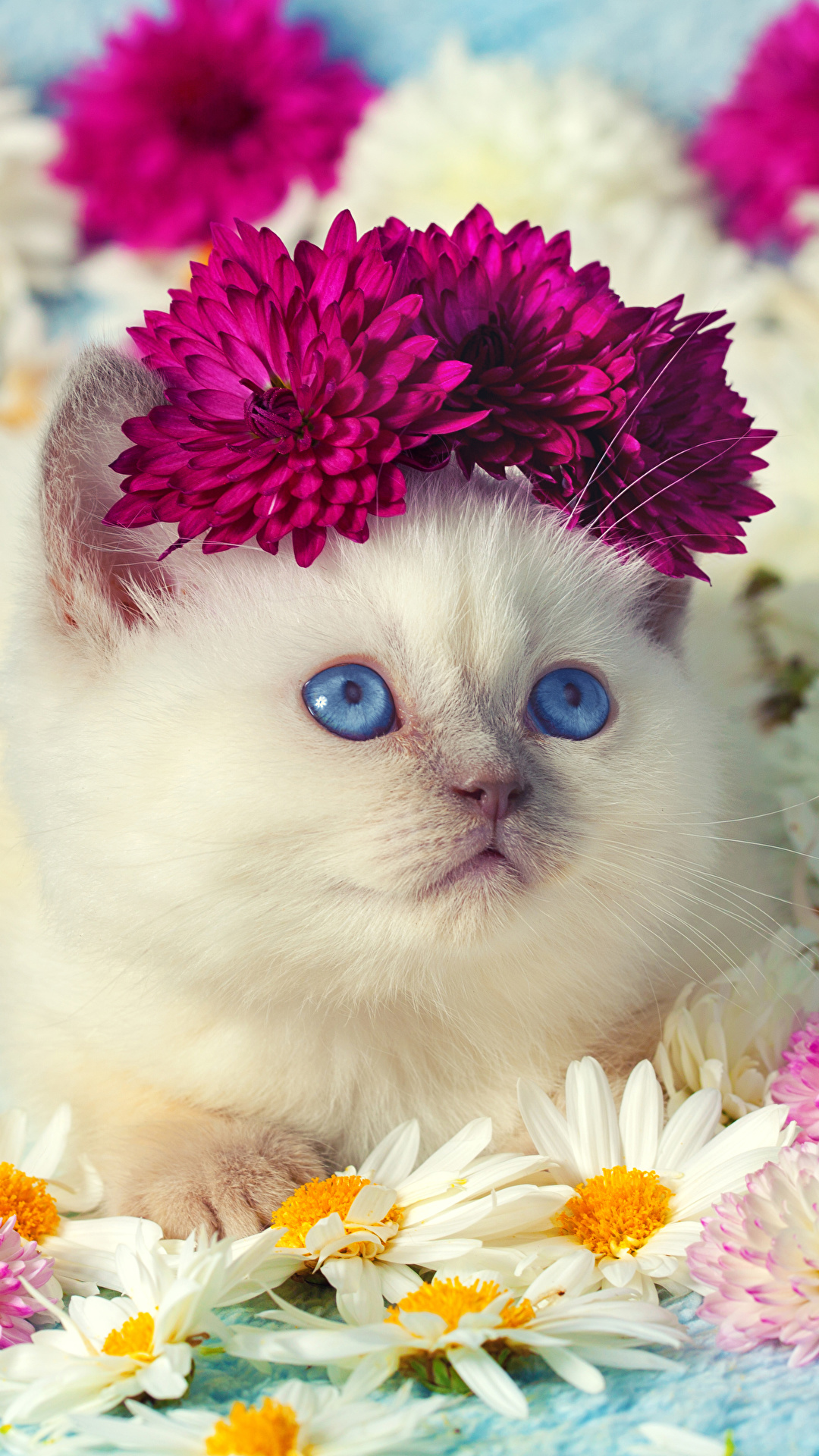 1080x1920  Desktop Wallpapers Kittens Cats Cute Camomiles 1080x1920