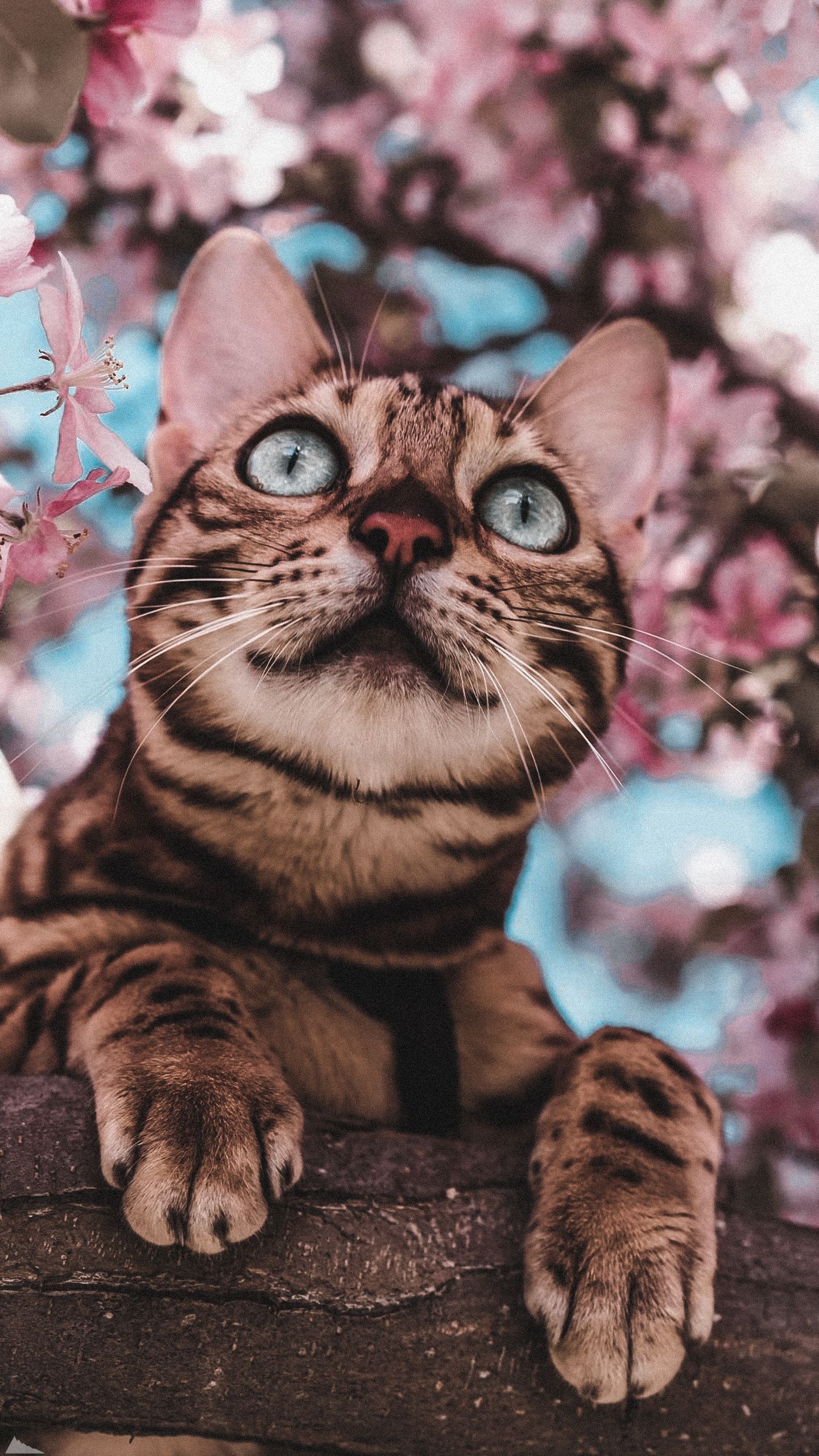 1440x2560  Обои для телефона в HD качестве | Милые котики, Котята, Бенгальские котята