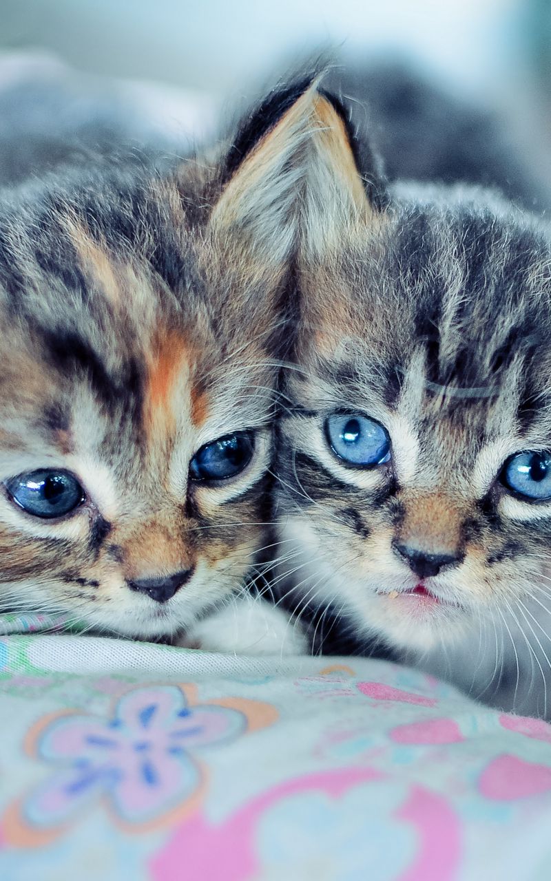 800x1280  Скачать 800x1280 котята, пара, лежать, милые обои, картинки samsung galaxy  note gt-n7000, meizu mx2