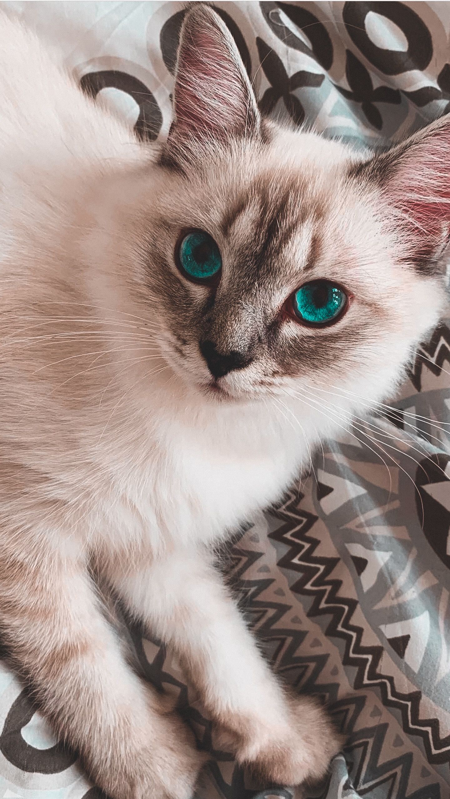 1440x2559  Pin on Обои для телефона