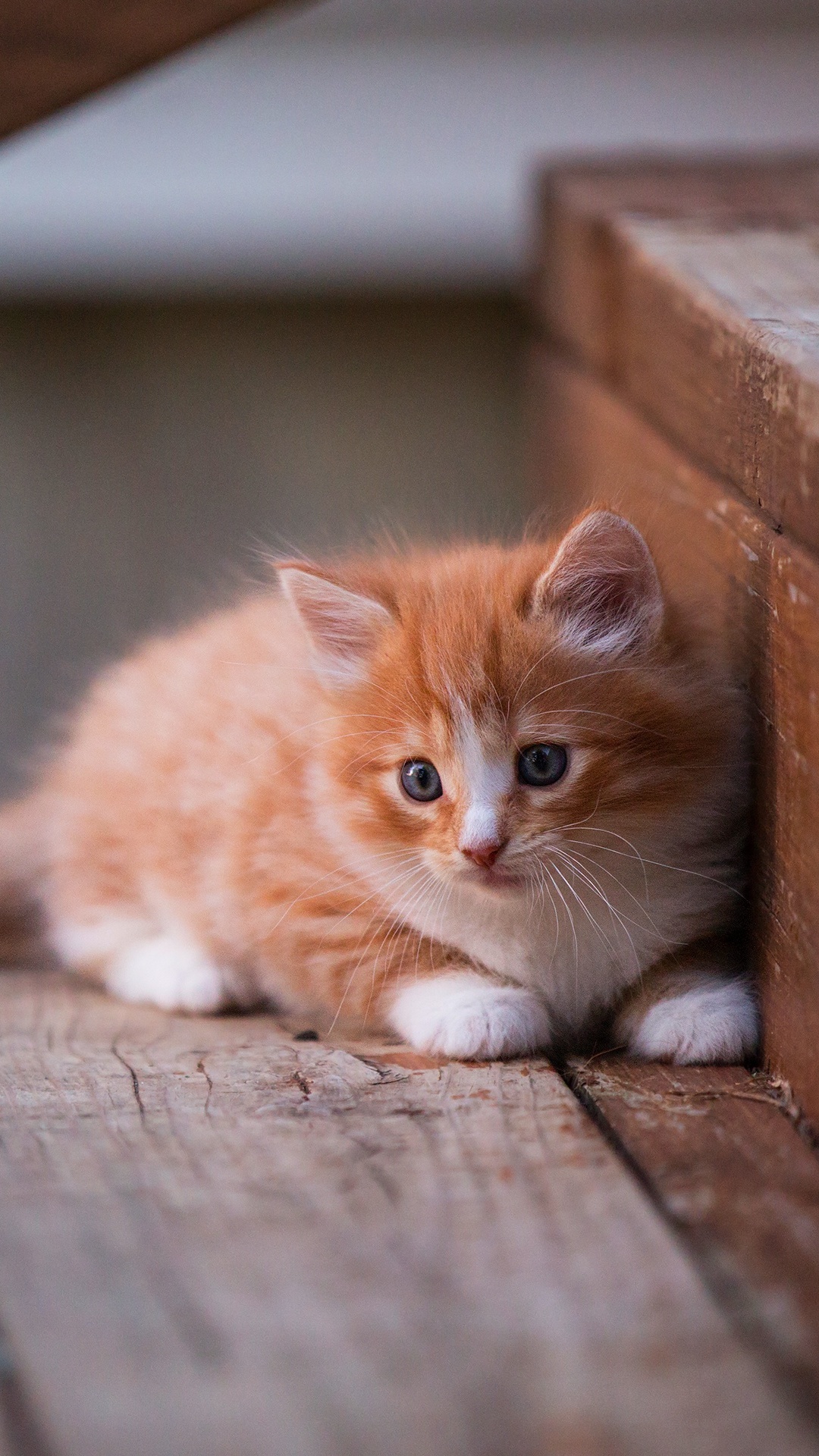 1080x1920  Photo Kittens cat stairway Ginger color Animals 1080x1920